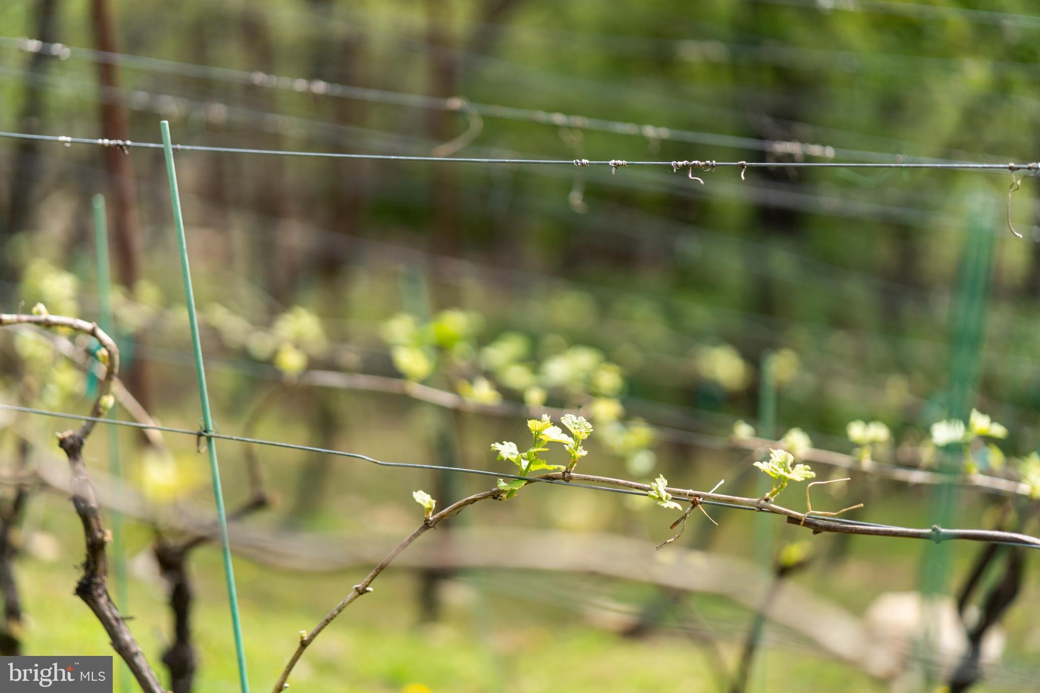 FOX WICKET - Residential