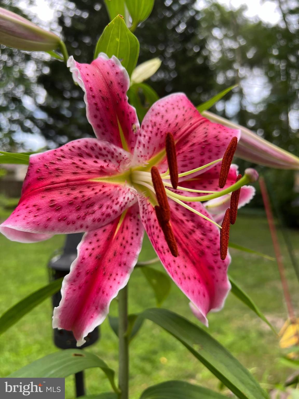 NITHSDALE - Residential