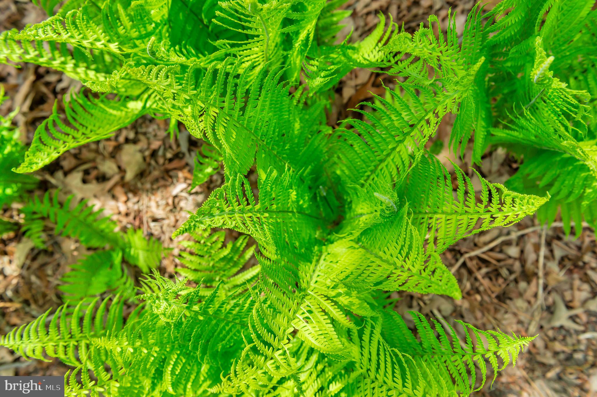 CROFTON PARK - Residential