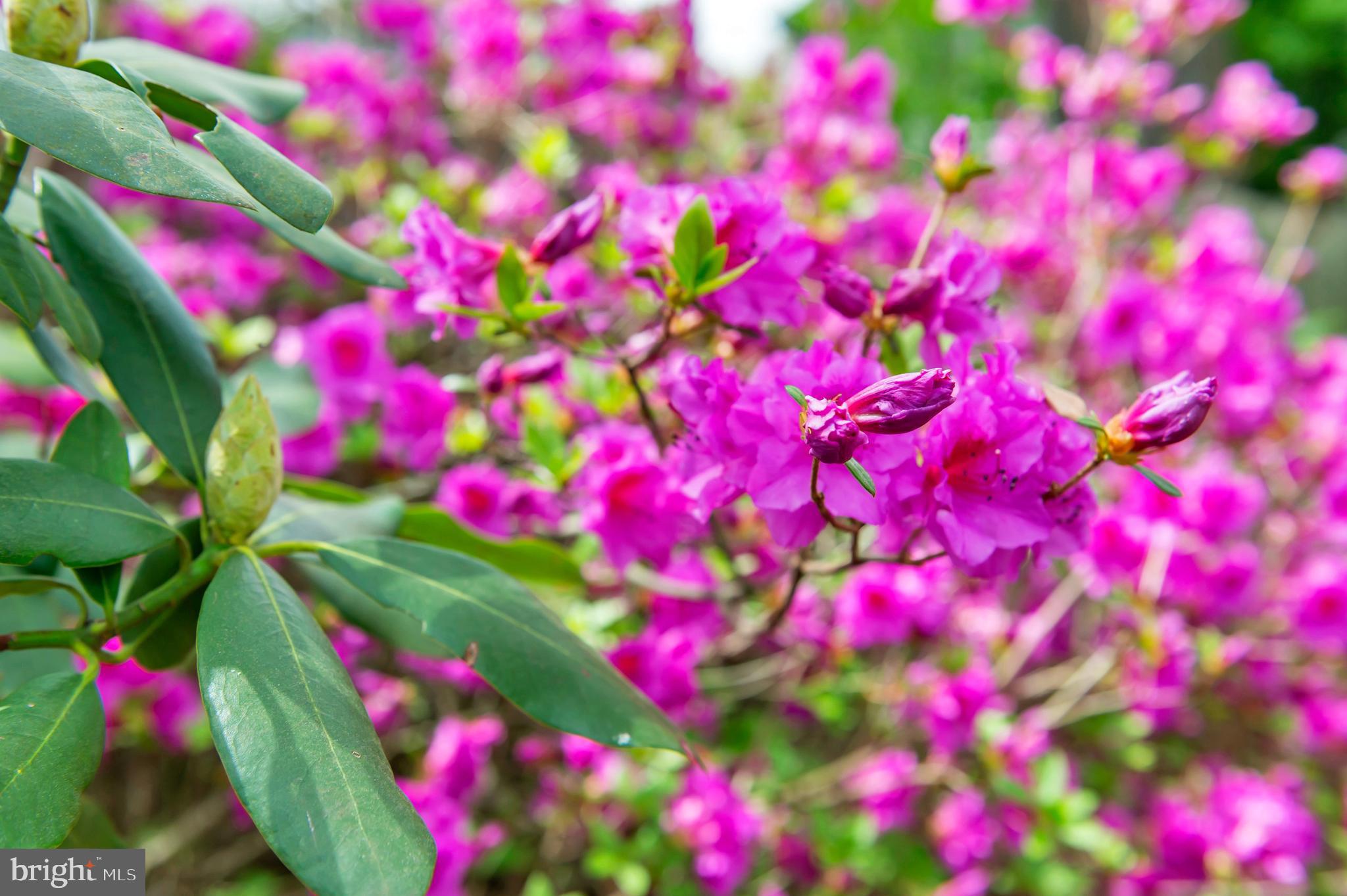 CROFTON PARK - Residential