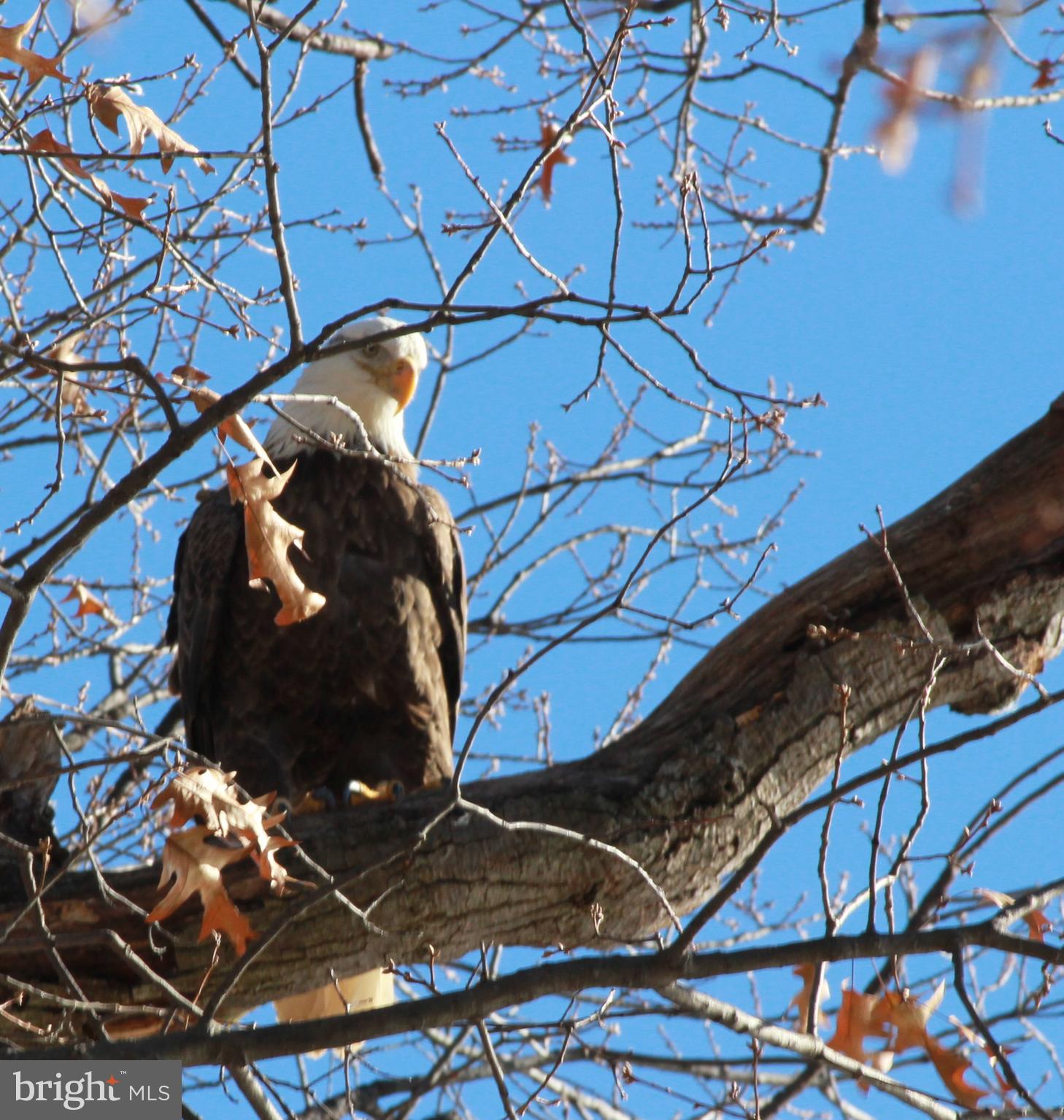 HALLOWING POINT RIVER ESTATES - Residential