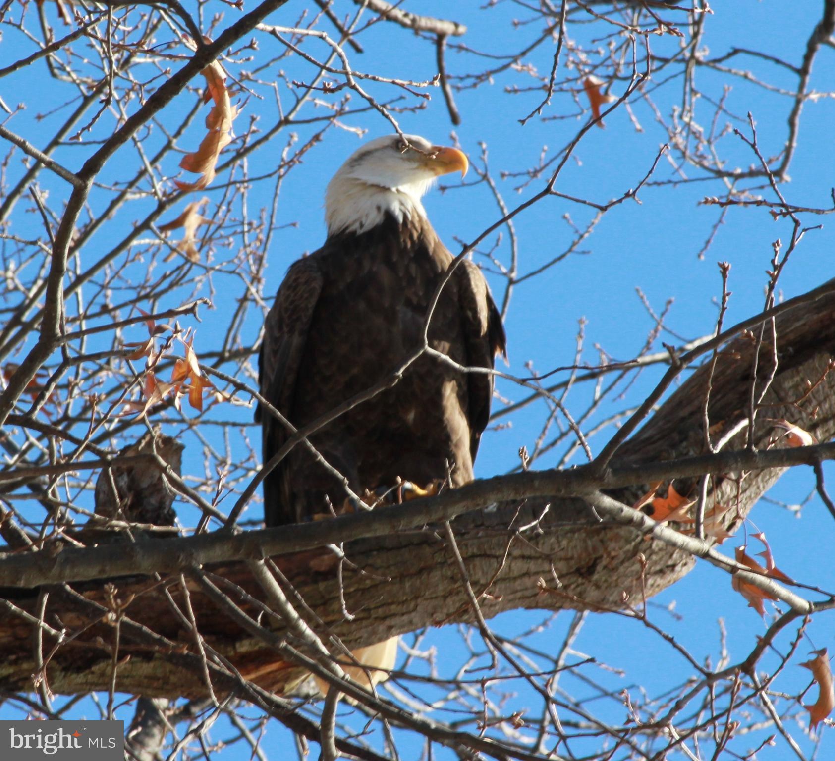 HALLOWING POINT RIVER ESTATES - Residential