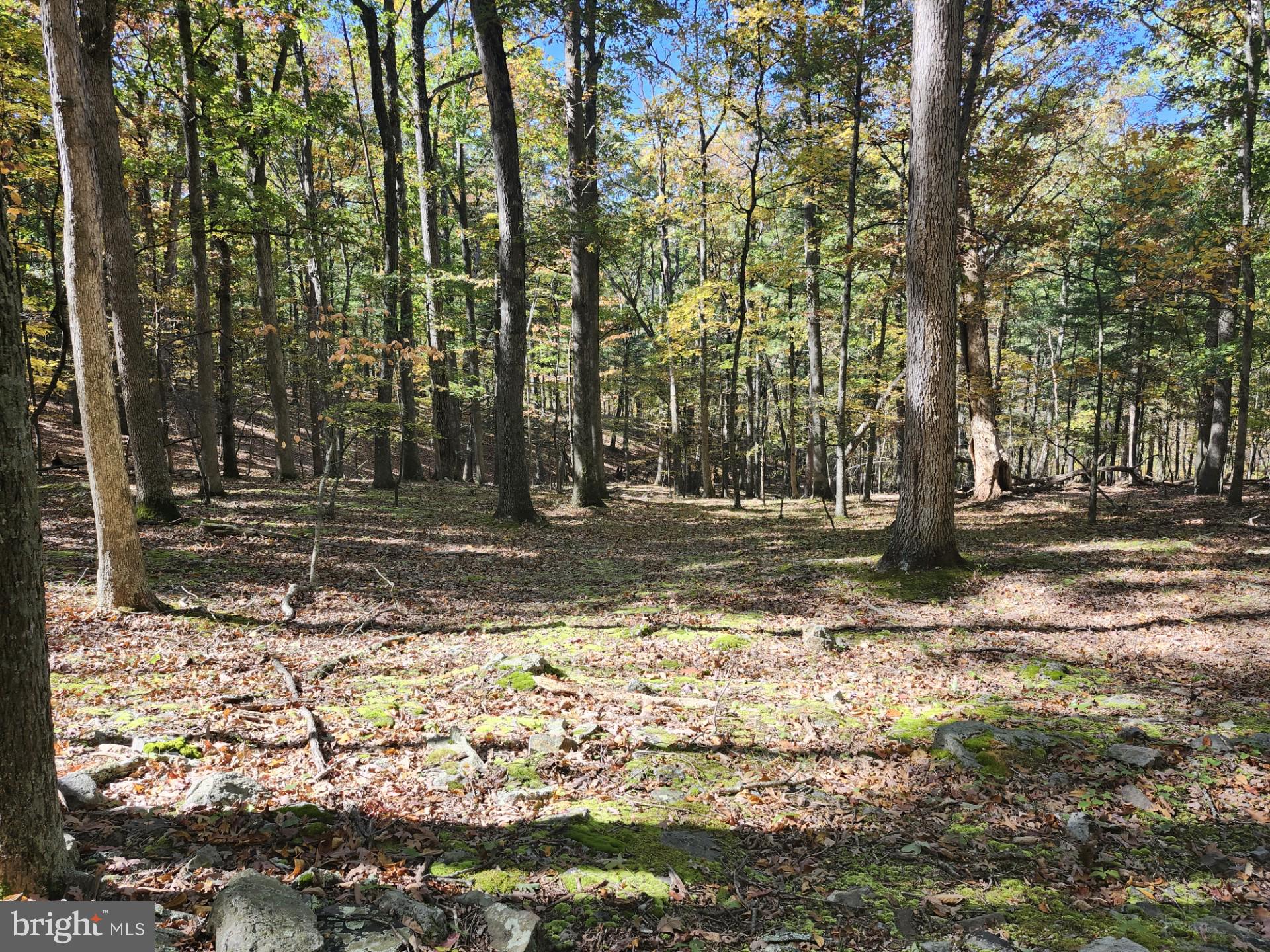 PRIVATE AND SECLUDED! LOADED WITH EXTRAORDINARY AND VALUABLE TIMBER!!!!! THIS PROPERTY IS VERY PRIVATE AND SECLUDED, WITH SOME VERY VALUABLE TIMBER!!!! THIS PROPERTY IS PERFECT IF YOU ARE LOOKING TO ESCAPE, OFF THE GRID, BRING YOUR CAMPER, BRING YOUR GUNS, EXCELLENT HUNTING, ABUNDANT WILDLIFE, WHITETAIL DEER, TURKEY, BEAR.............ALSO, THIS IS ACTUALLY 2 SEPERATE TRACTS, SO YOU COULD BUILD ON EACH ONE OR SELL ONE, WHATEVER YOUR PREFERENCE. PROPERTY ADJOINS HUGE TRACT OF 1300+ PRIVATE OWNED ACRES