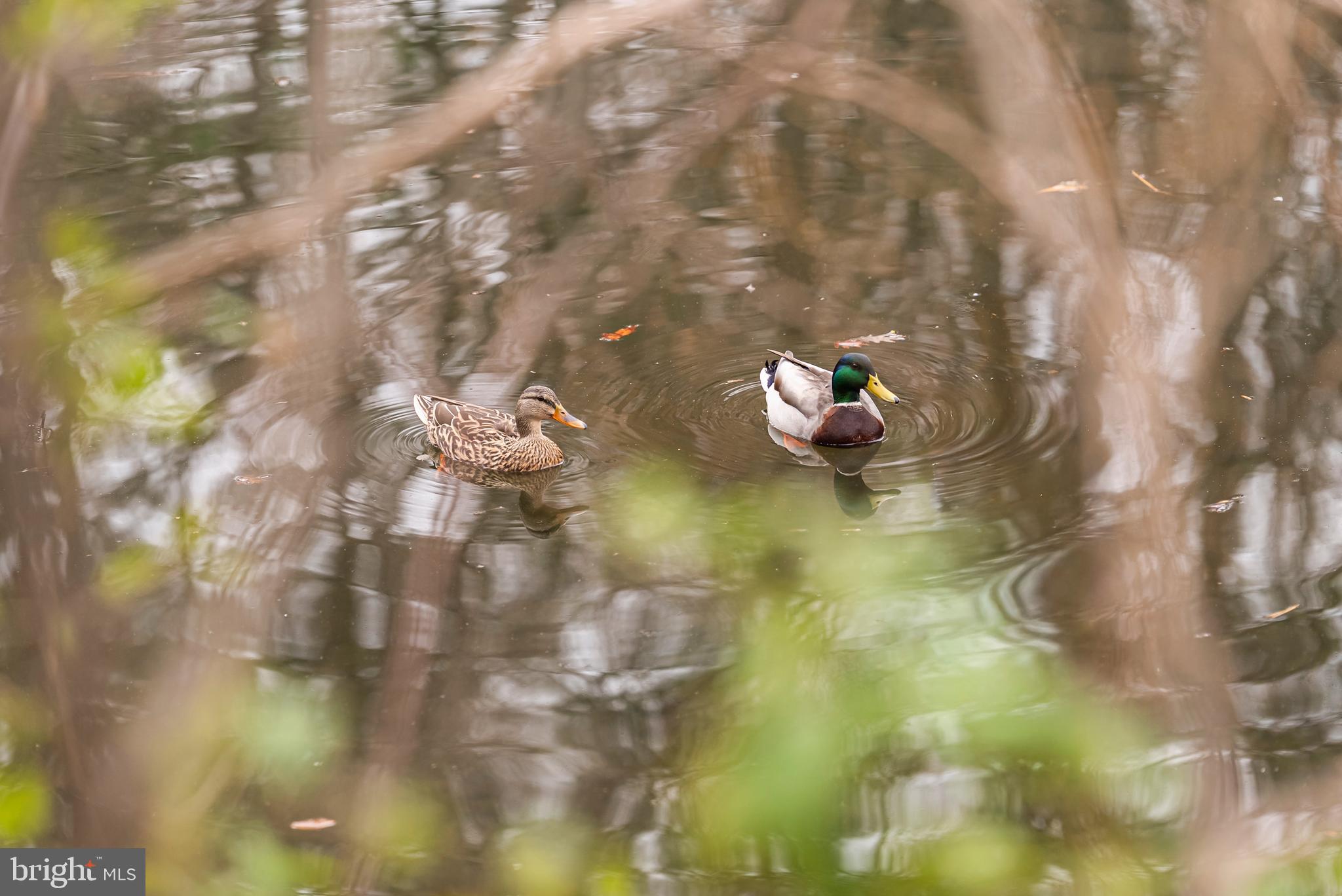 WALDEN CLUSTER - Residential