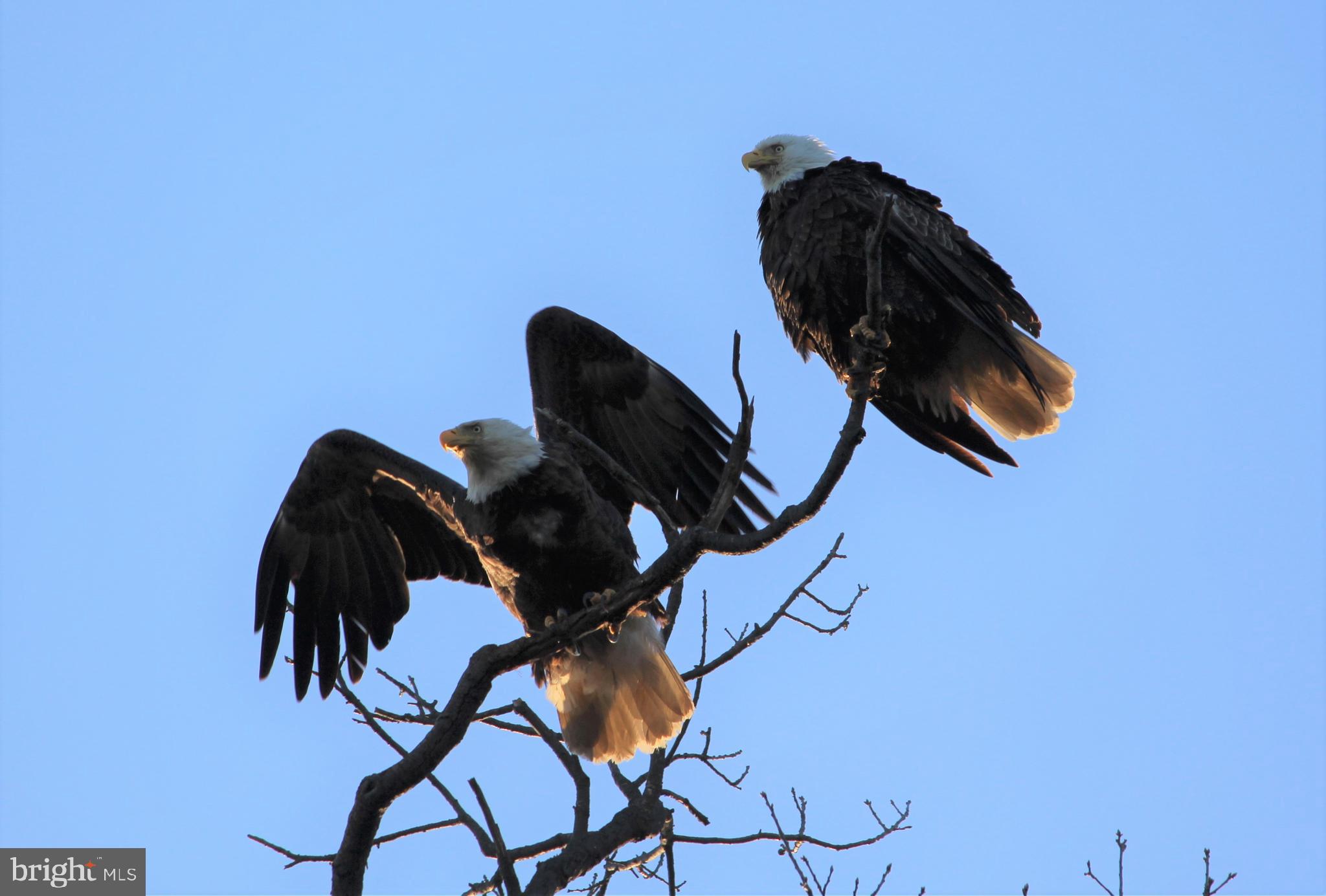 CHESAPEAKE HAVEN - Residential