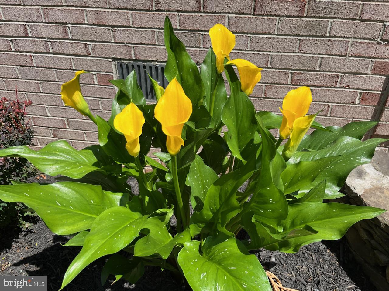 WESTWOOD MANOR - Residential