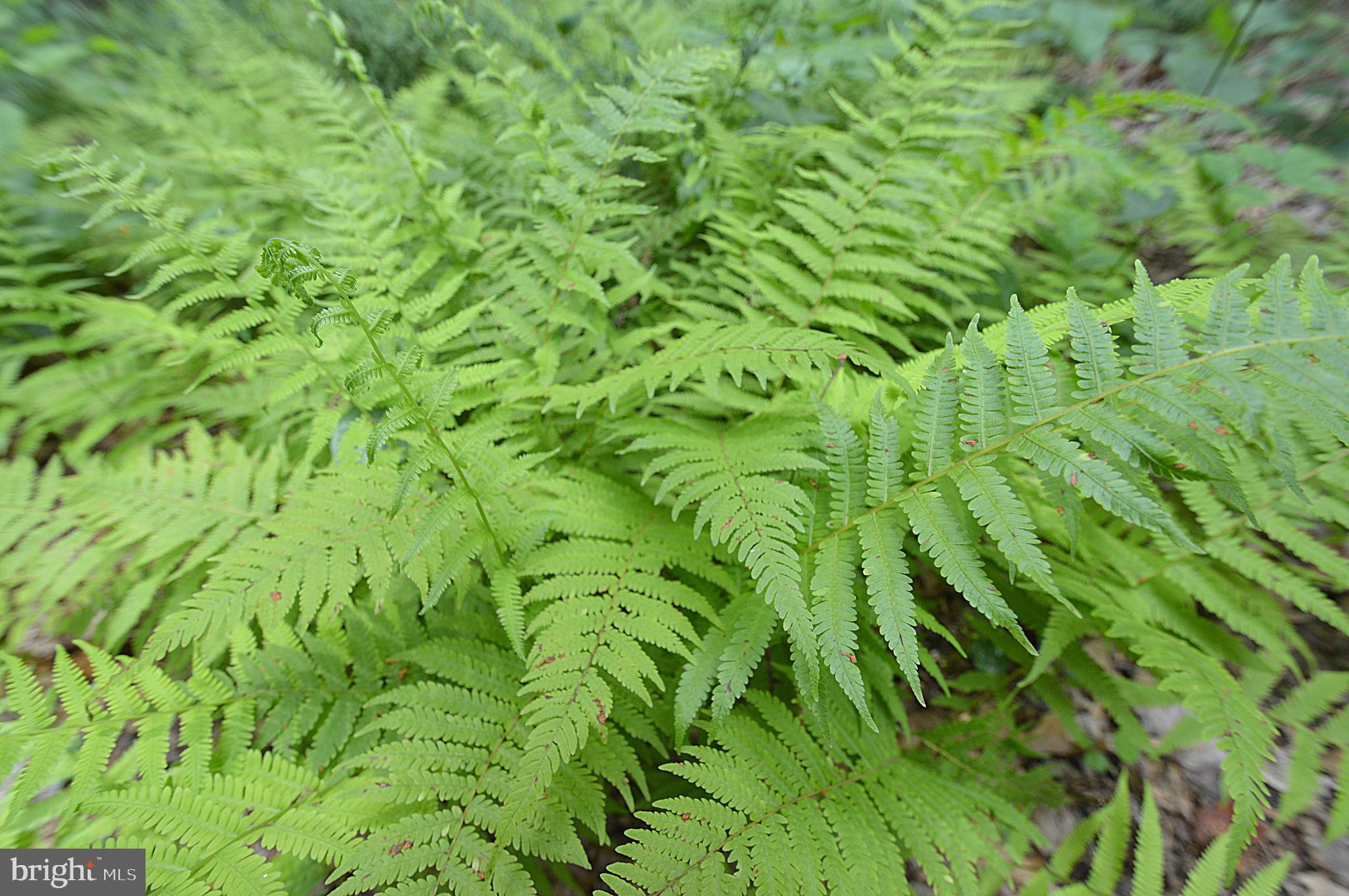 COOLFONT MOUNTAINSIDE - Residential