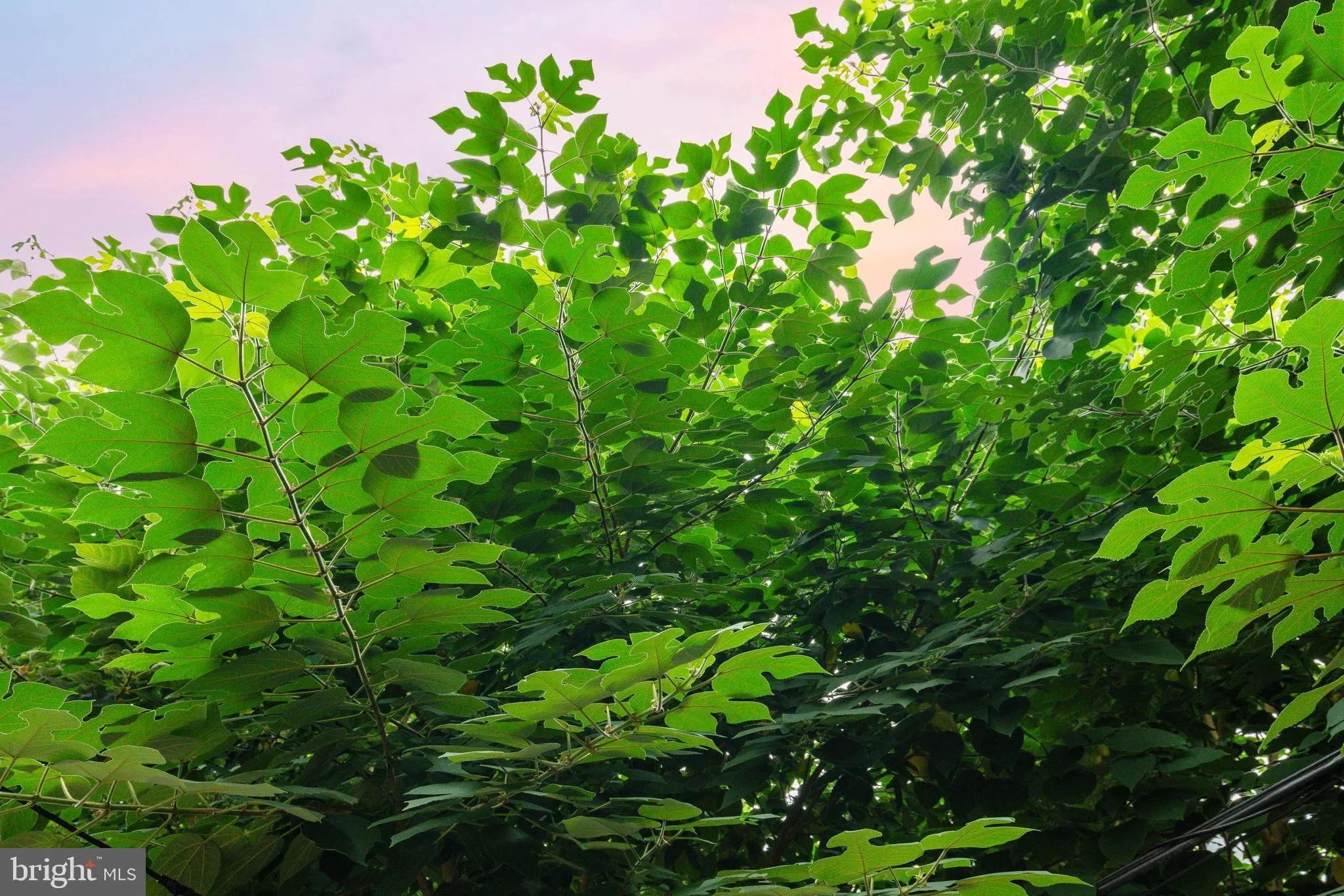 Philadelphia, Pennsylvania 19146, United States, 3 Bedrooms Bedrooms, ,2 BathroomsBathrooms,Residential,Active,185238