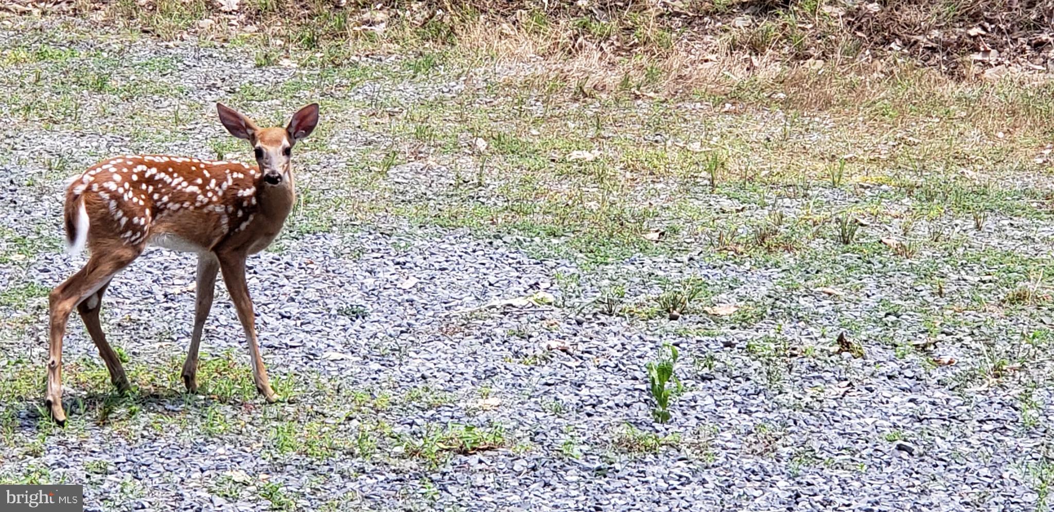 COVE CREEK - Residential