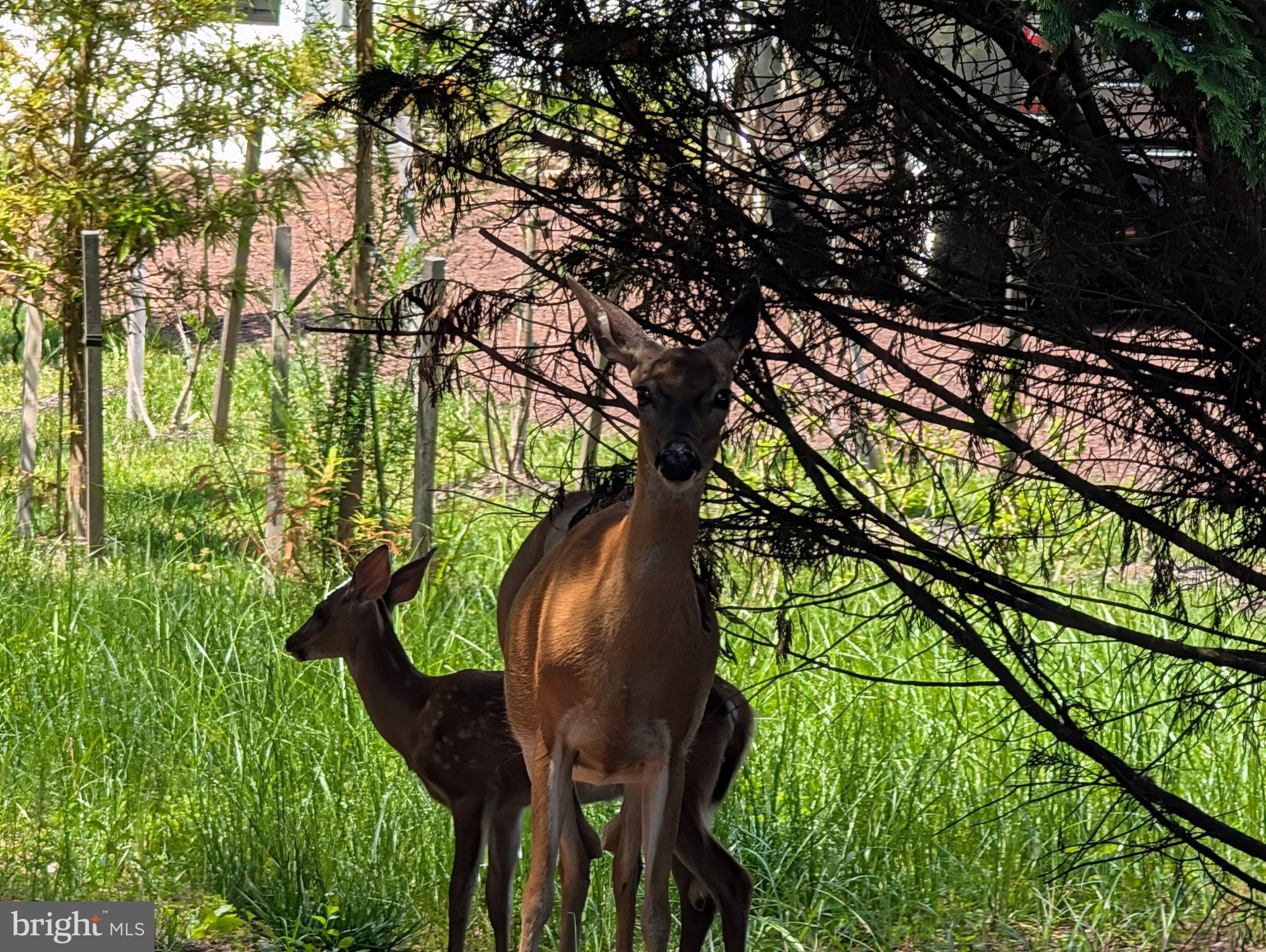 OCEAN PINES - WHITETAIL SANCTUARY - Residential