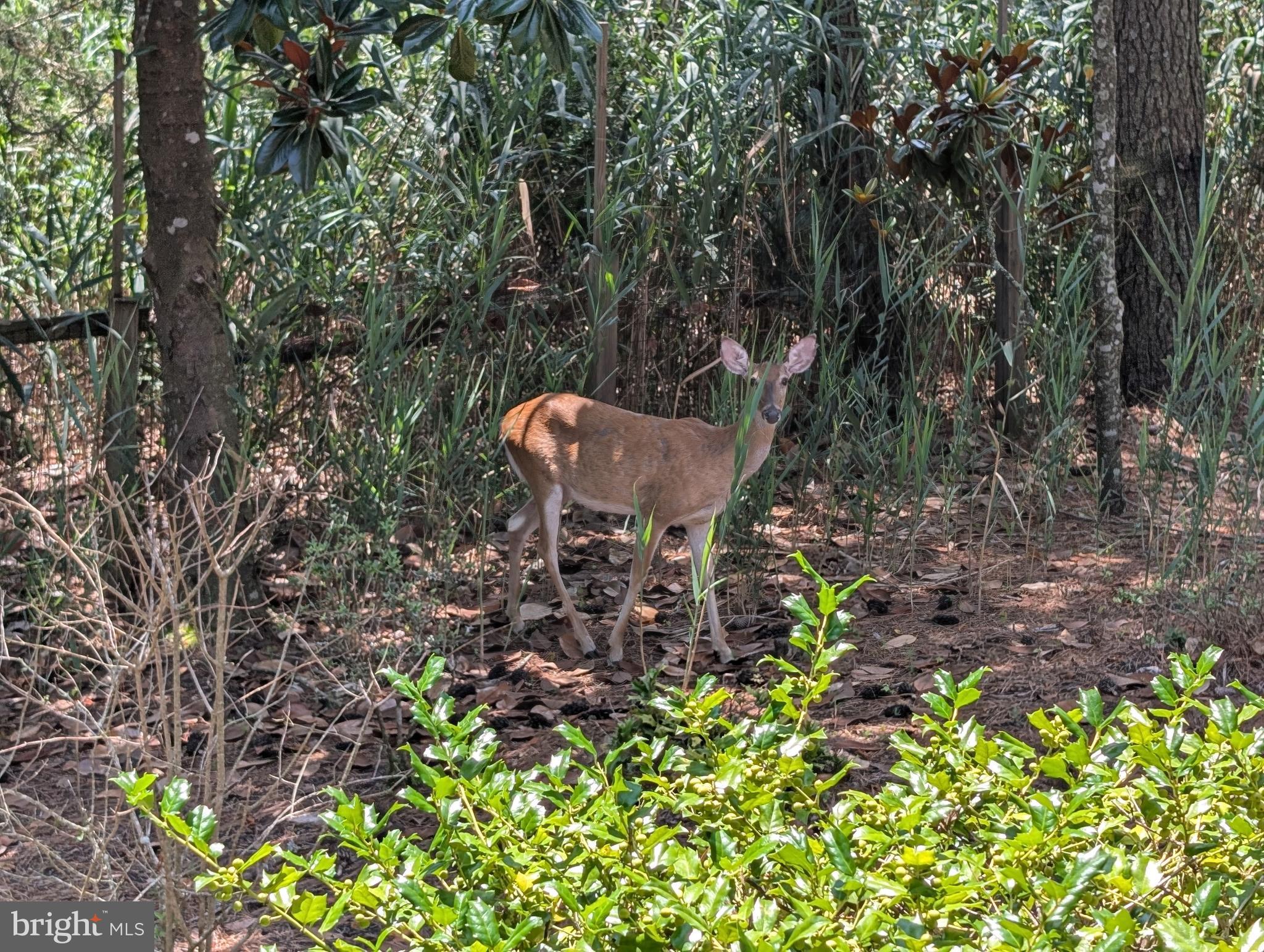 OCEAN PINES - WHITETAIL SANCTUARY - Residential