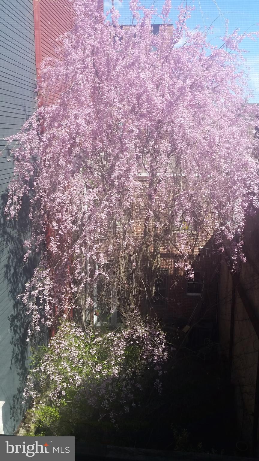 QUEEN VILLAGE - Residential