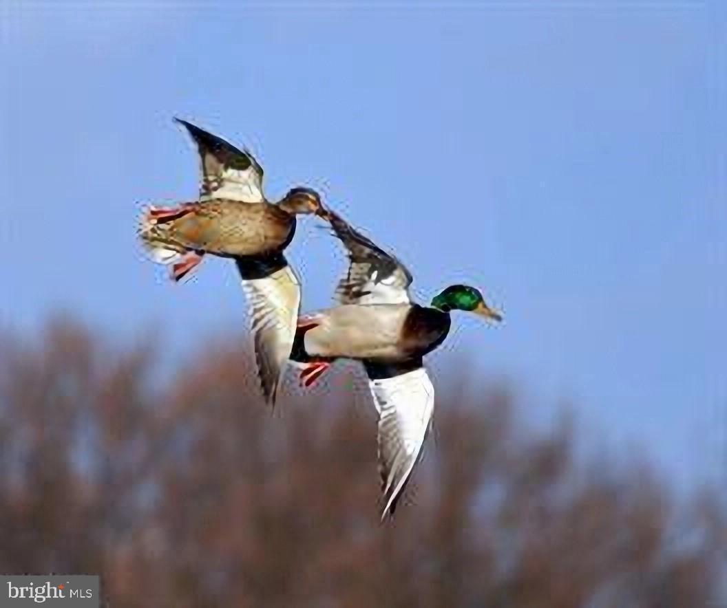 THE COVE - Residential Lease