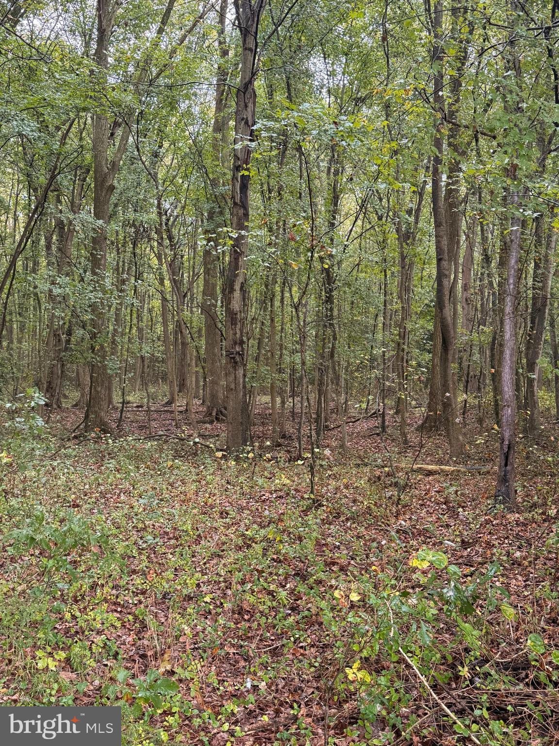 BLACK SWAMP ROAD