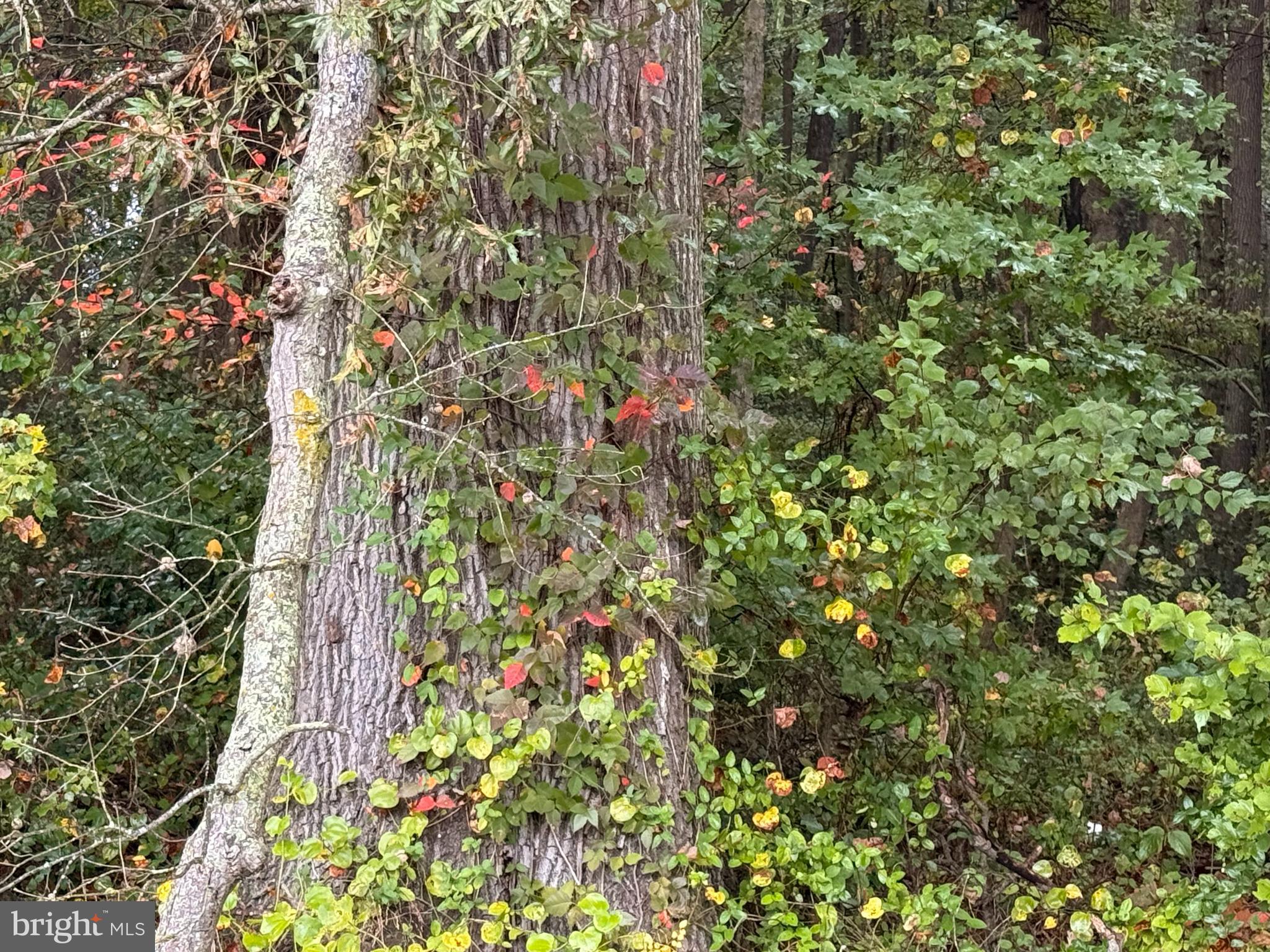 BLACK SWAMP ROAD