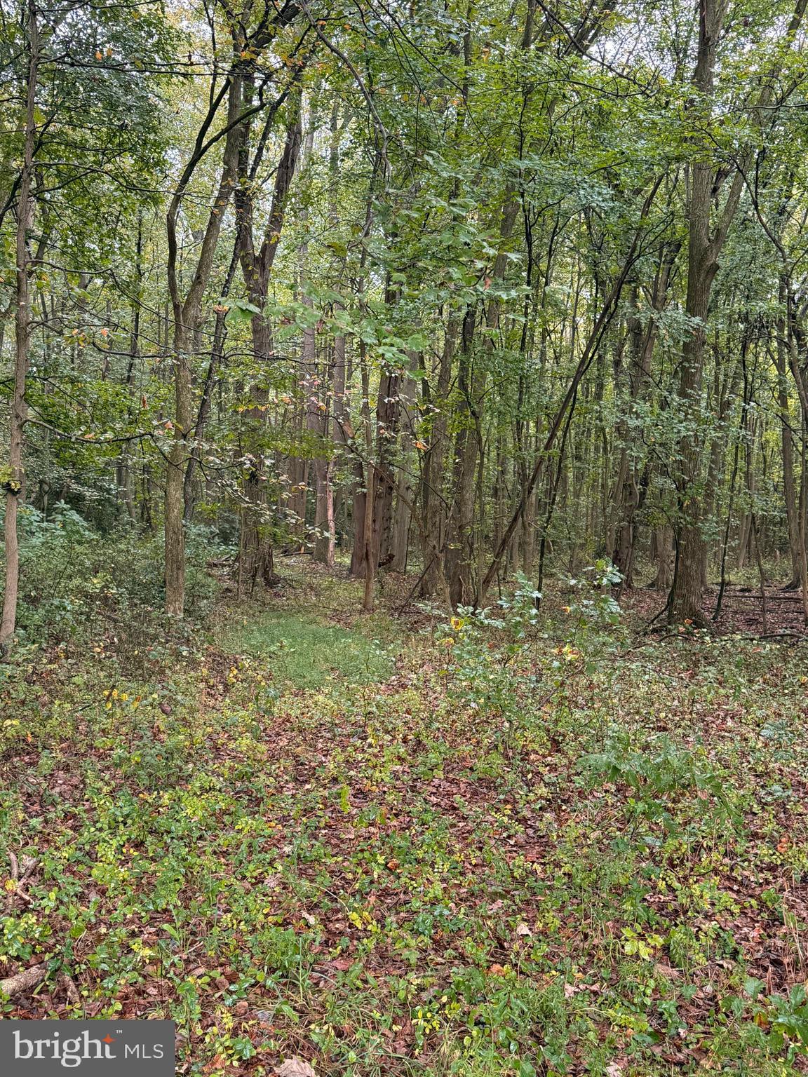 BLACK SWAMP ROAD
