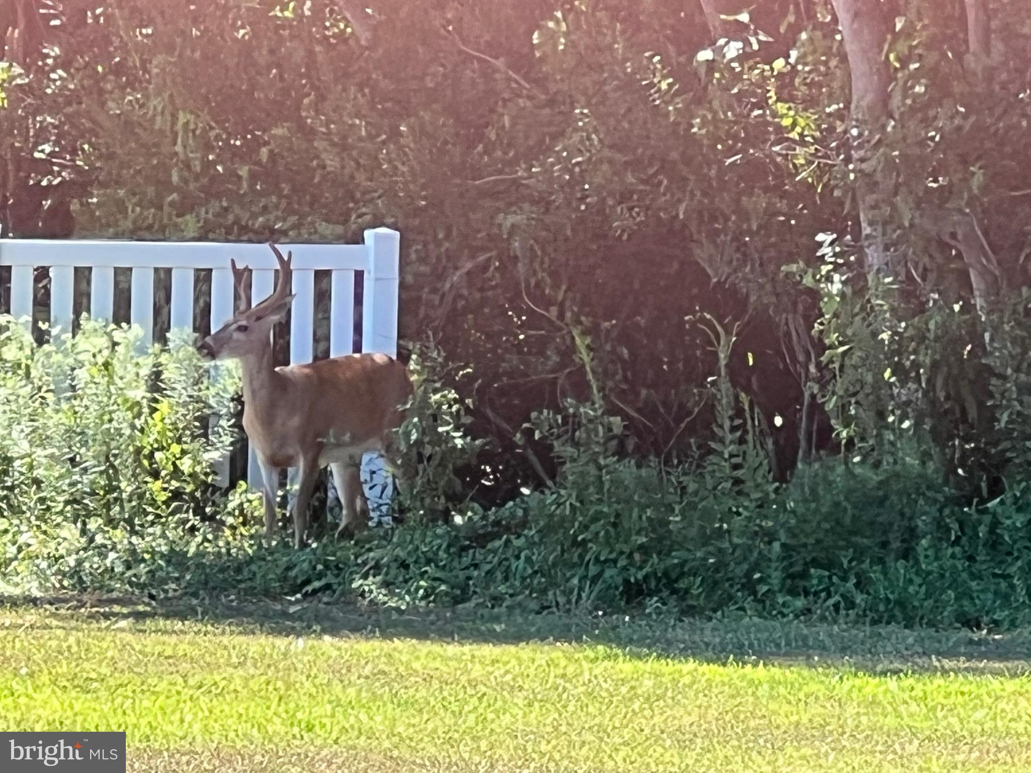 ASSATEAGUE PT RESORT - Residential