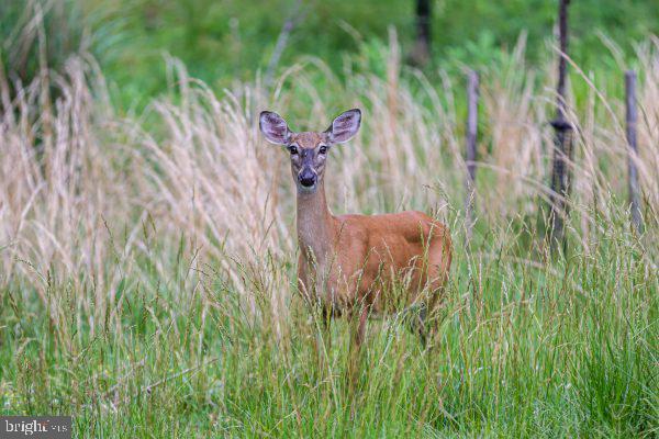POPLAR RUN - Residential