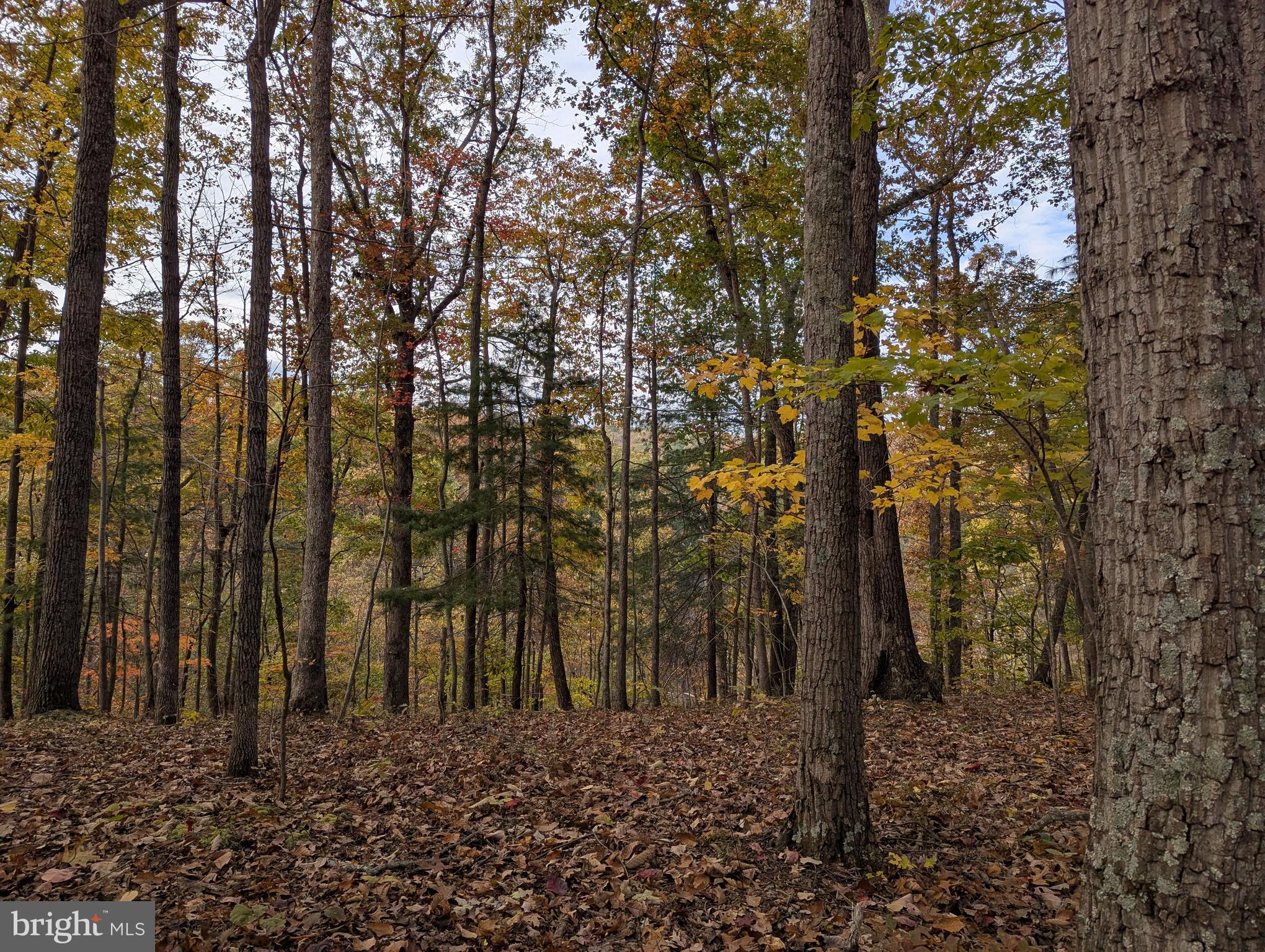 SHENANDOAH FARMS - Residential