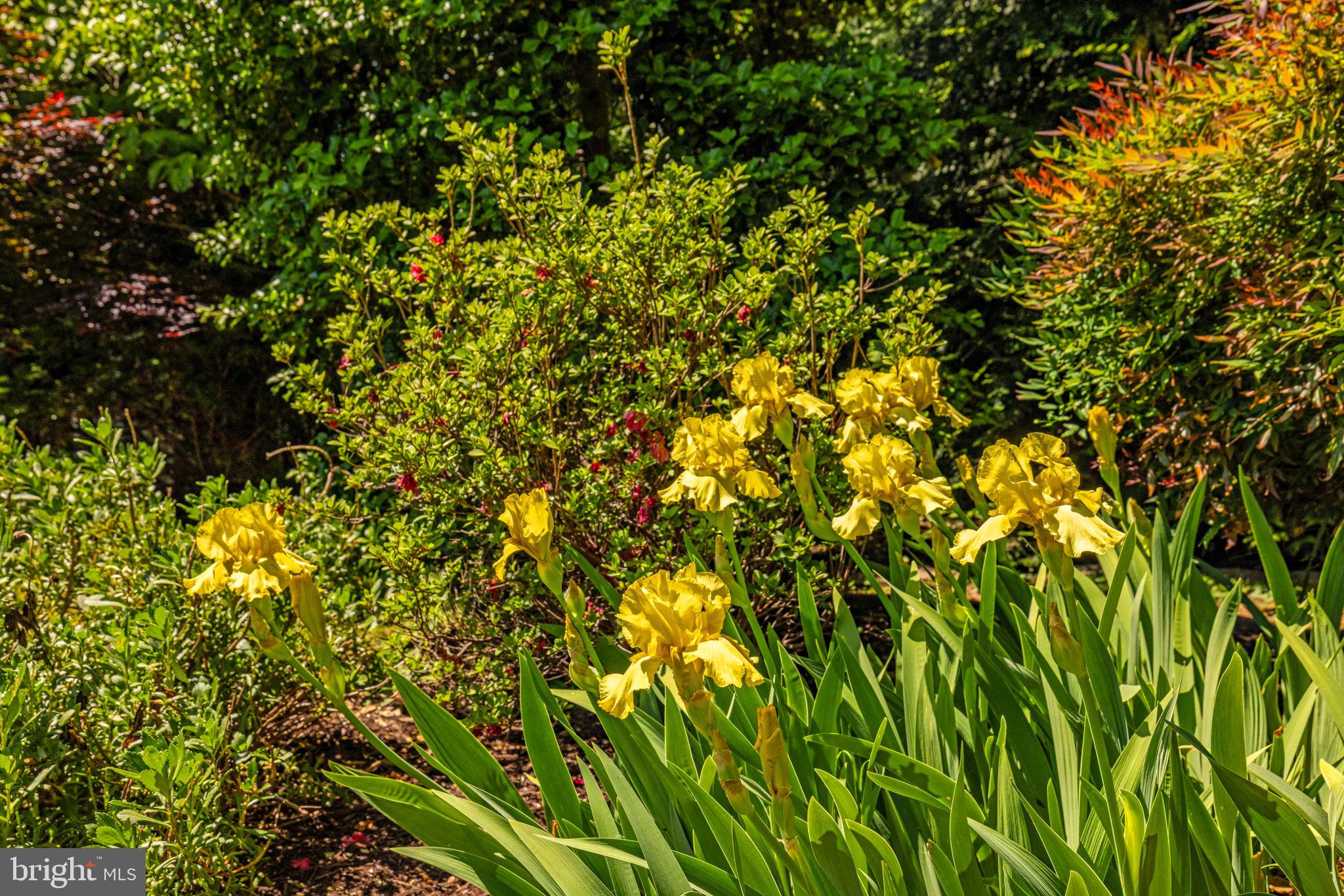 VIENNA OAKS - Residential