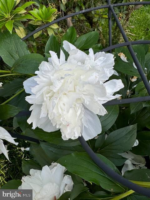 MOUNT WASHINGTON - Residential