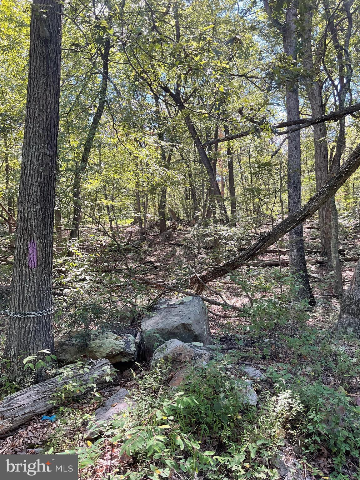 CABIN AT CAPON BRIDGE - Residential