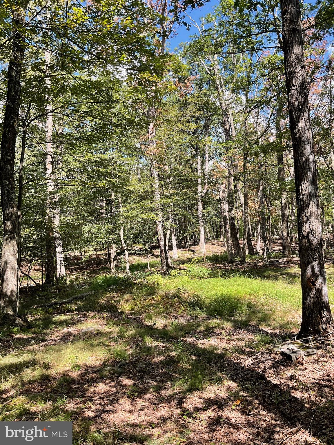 CABIN AT CAPON BRIDGE - Residential