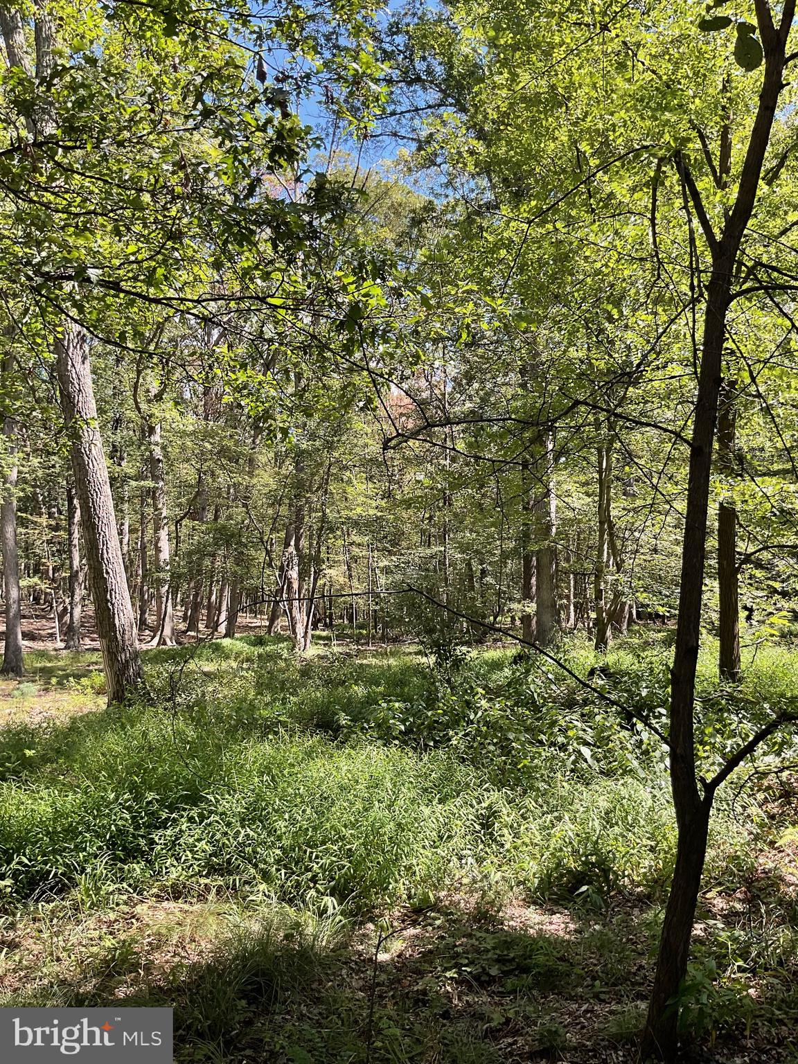 CABIN AT CAPON BRIDGE - Residential