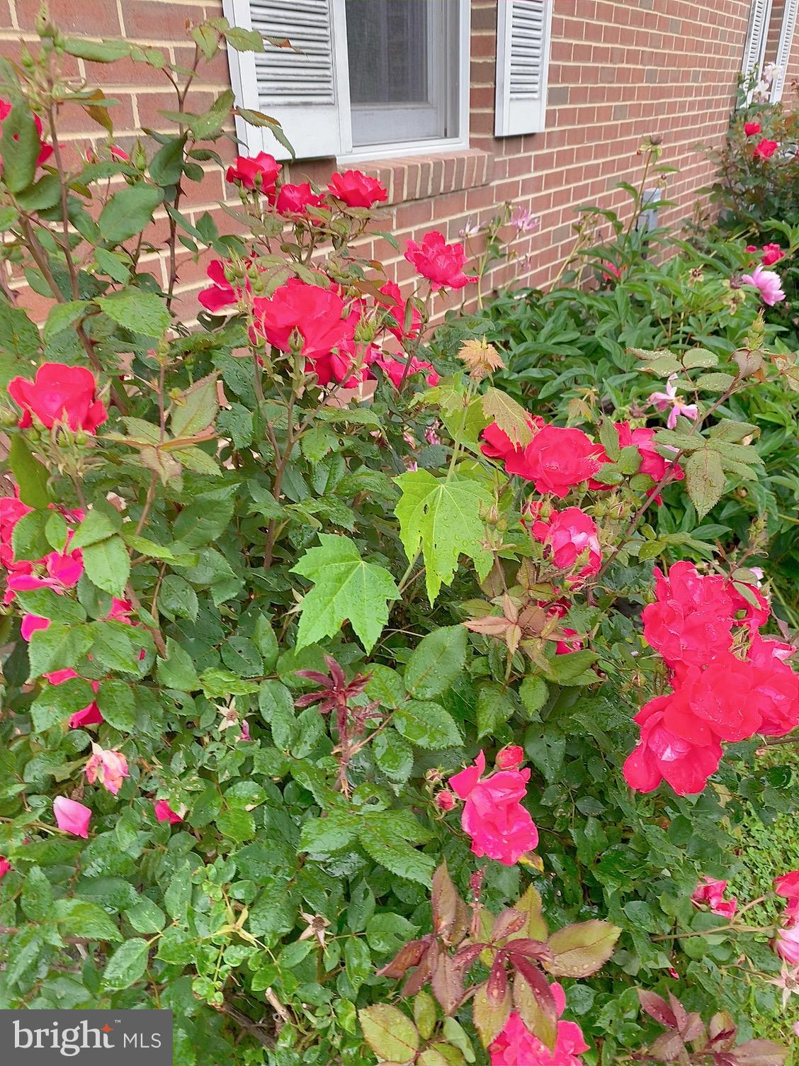 CANTERBURY VILLAGE - Residential