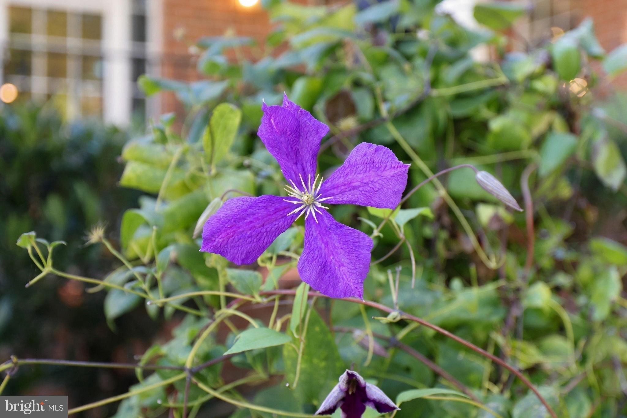 18441 LANIER ISLAND SQUARE