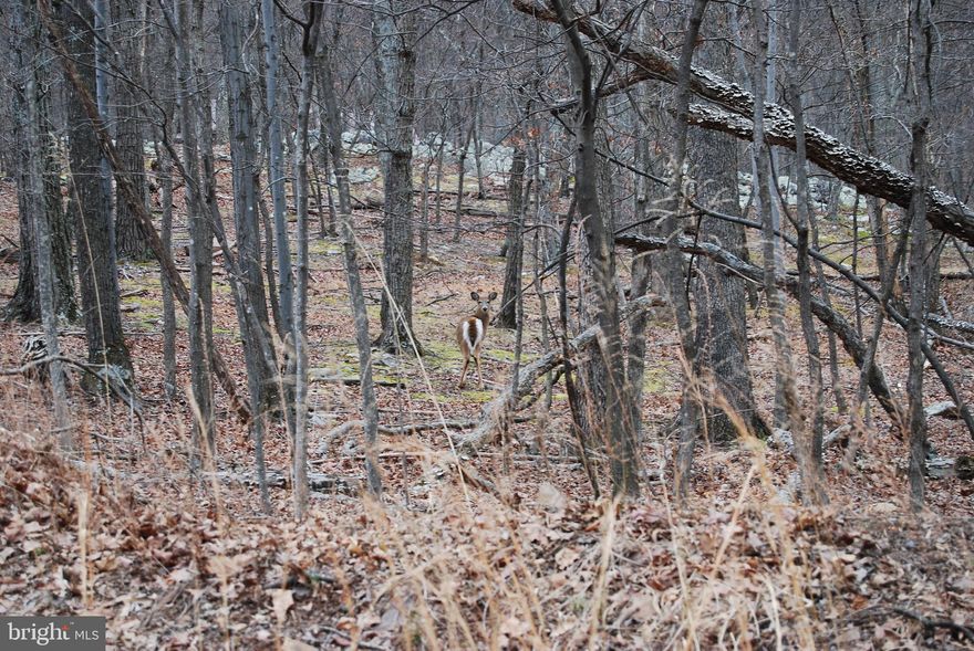 ***Unrestricted***
***Conventional Perc***

Often times you will find the majority of the Eastern Panhandle is all HOA bound properties. Well this parcel is not one of those. With ample space to hunt, build a home or just to own a piece of land for investment, this property checks all the boxes. Throughout the property you will see mature oaks surrounded by a young stand of maple making these woods great for clearing out for a yard, food plot or just to free up the competition for the oaks to survive.  As you travel back into the property the grade of the land becomes almost flat making a fantastic location for a barn or shop. There are so many possibilities with this ground you will have to see it in order to believe.