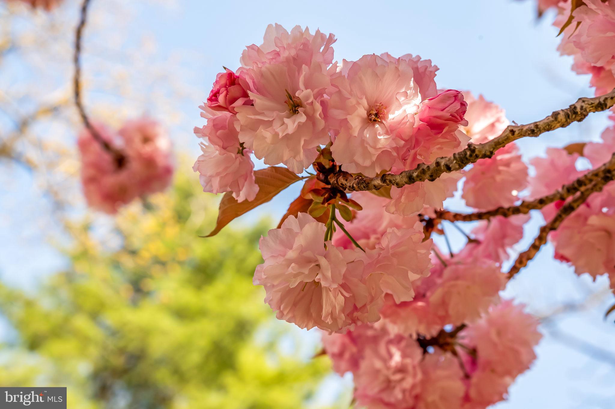 OAKENSHAWE - Residential