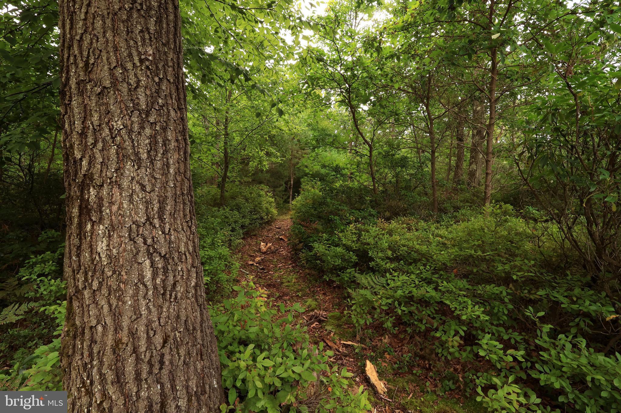231 BIG RUN ROAD