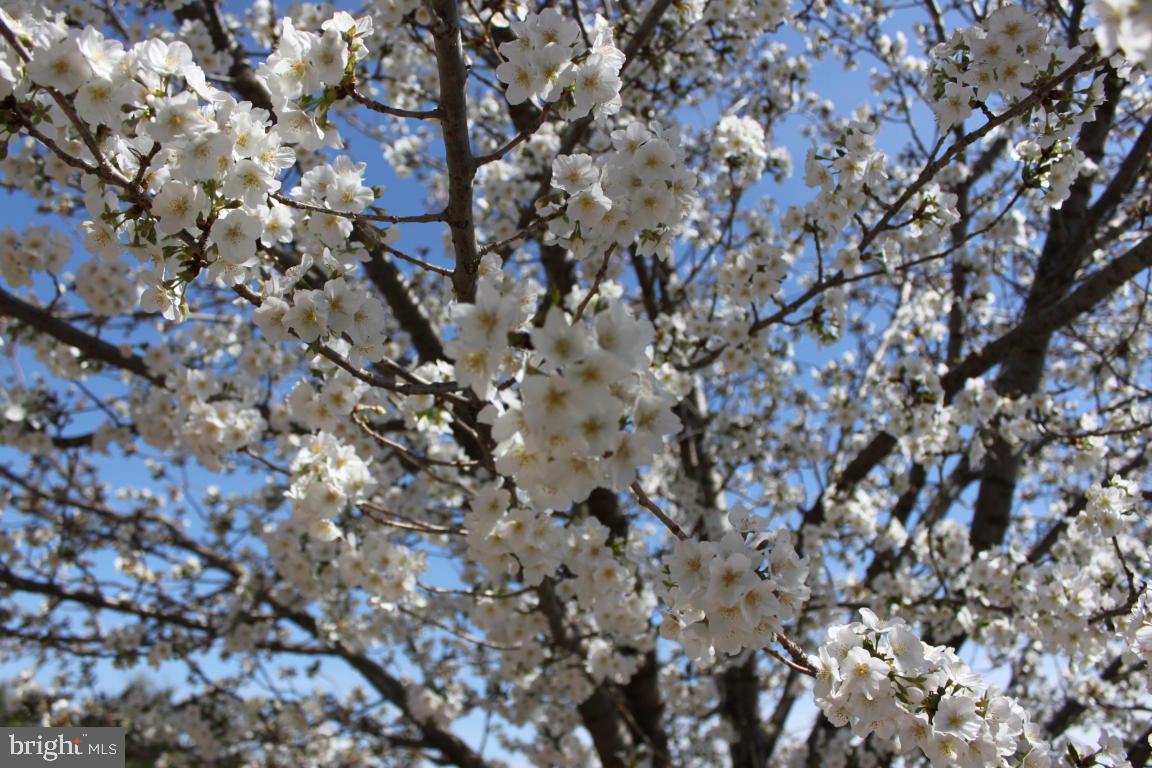 ROSEWOOD - Residential