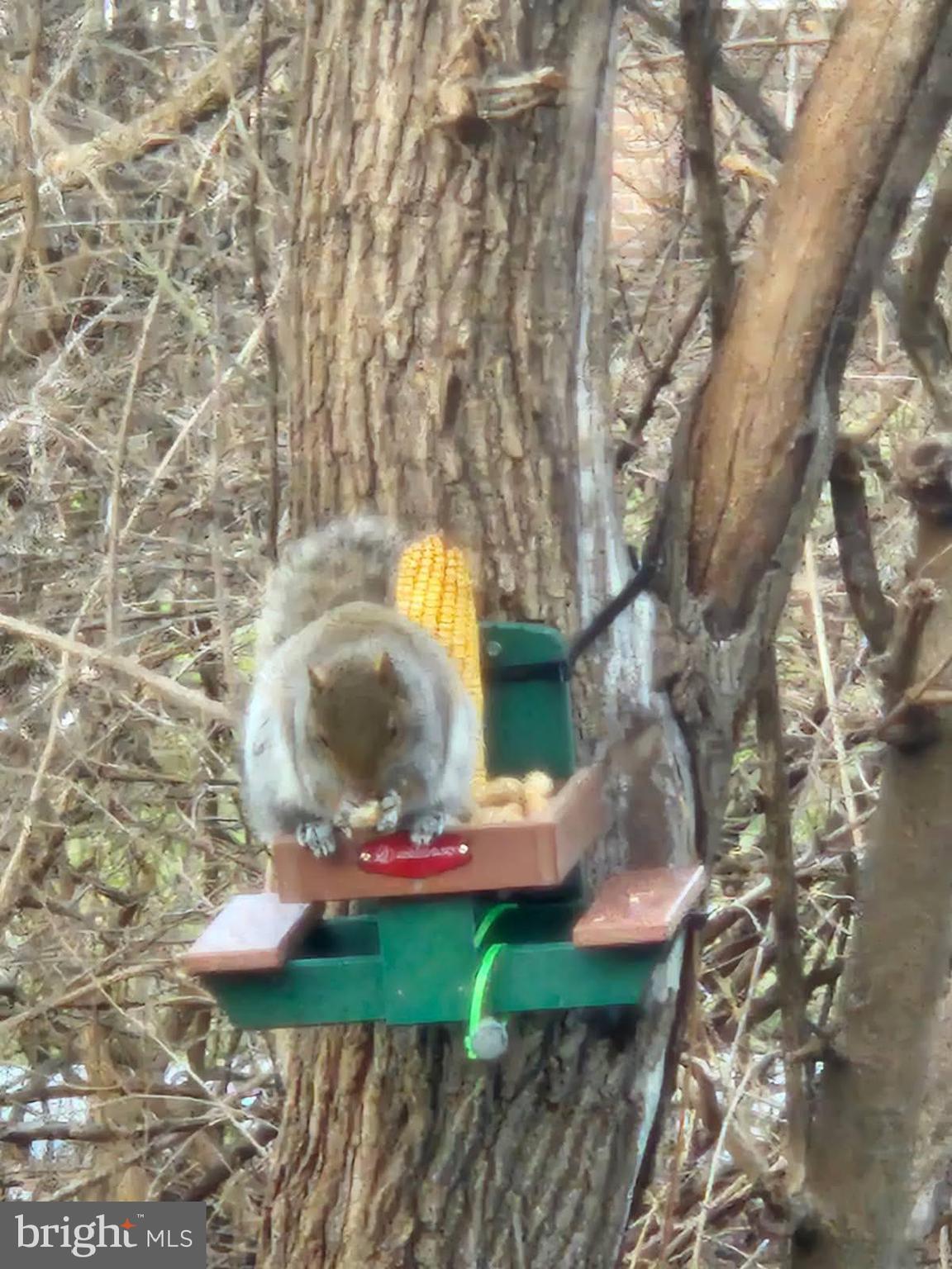 MISSION HILLS - Residential