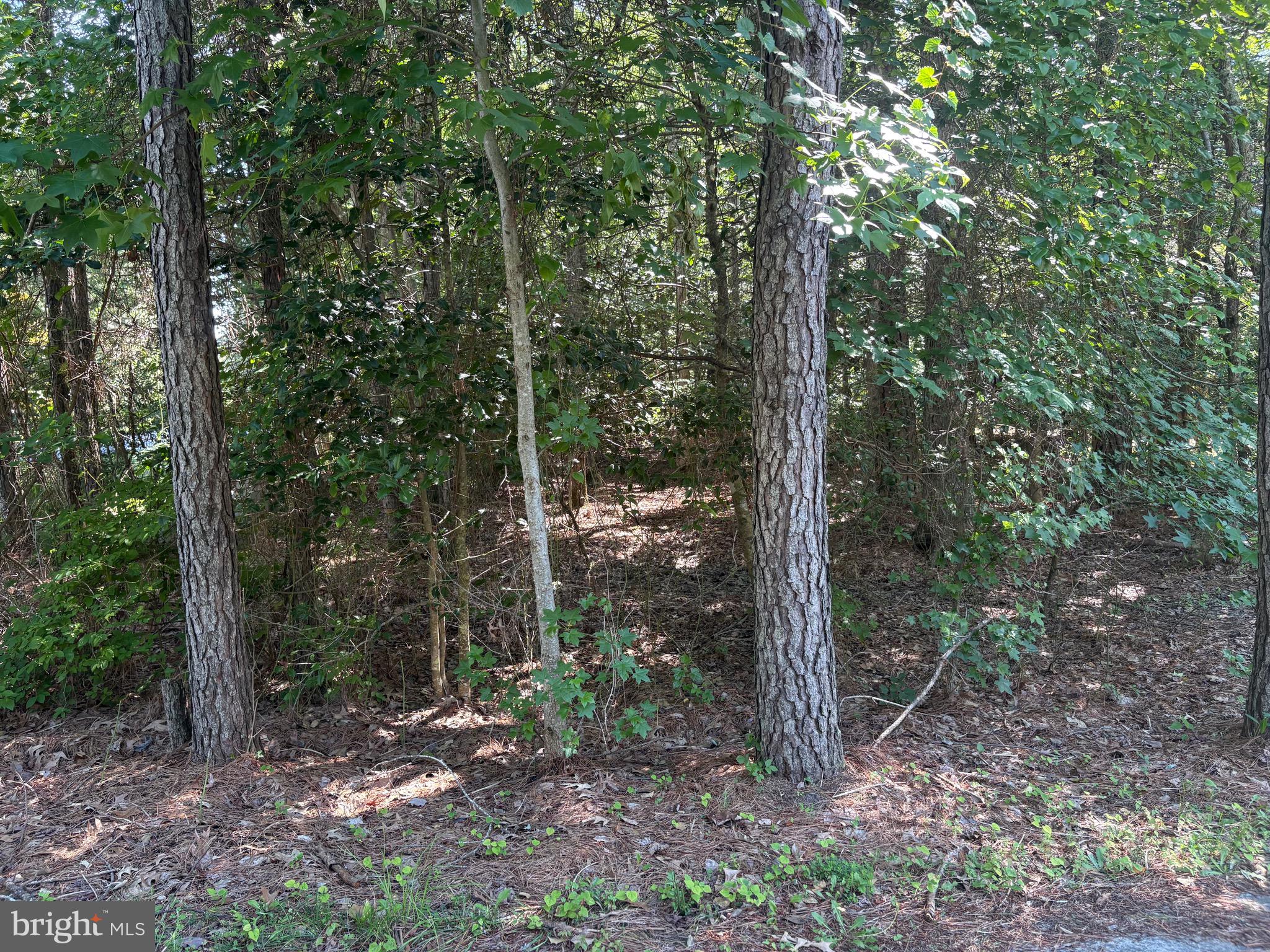 OCEAN PINES - WHITETAIL SANCTUARY - Land