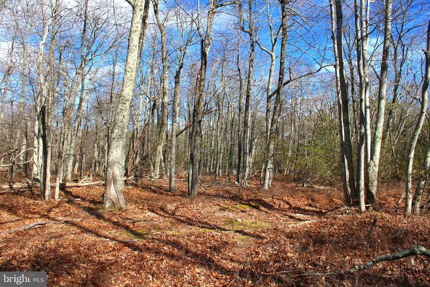 Lose yourself in the ultimate wilderness connection, 21.53 acres adjoining the famed 10,000+ acre Nathaniel Mountain Wildlife Management Area. Located high atop South Branch Mountain at an elevation of 3,000’ lies a level mountain top mesa perfect for all things West Virginia. Beautiful successional forest comprised of both towering Hardwoods, dense Pines and Mountain Laurel, providing the ideal spot for soul cleansing silence. Wildlife in every direction, replete with the ideal habitat for the Big 3, Deer, Turkey, and Bear. Equipped with all the necessary ingredients to develop the ultimate escape, electricity, well maintained access roads and under 2 hours to Dulles Airport. Take advantage of an opportunity to be free, discover the mountains of West Virginia.