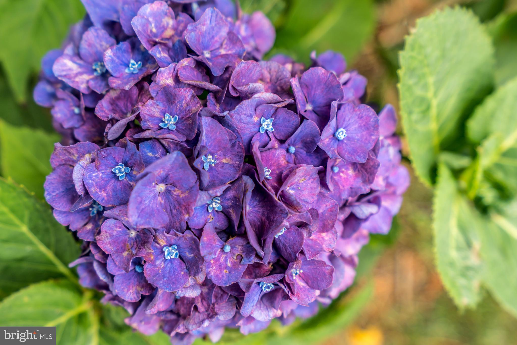 PARKVILLE - Residential