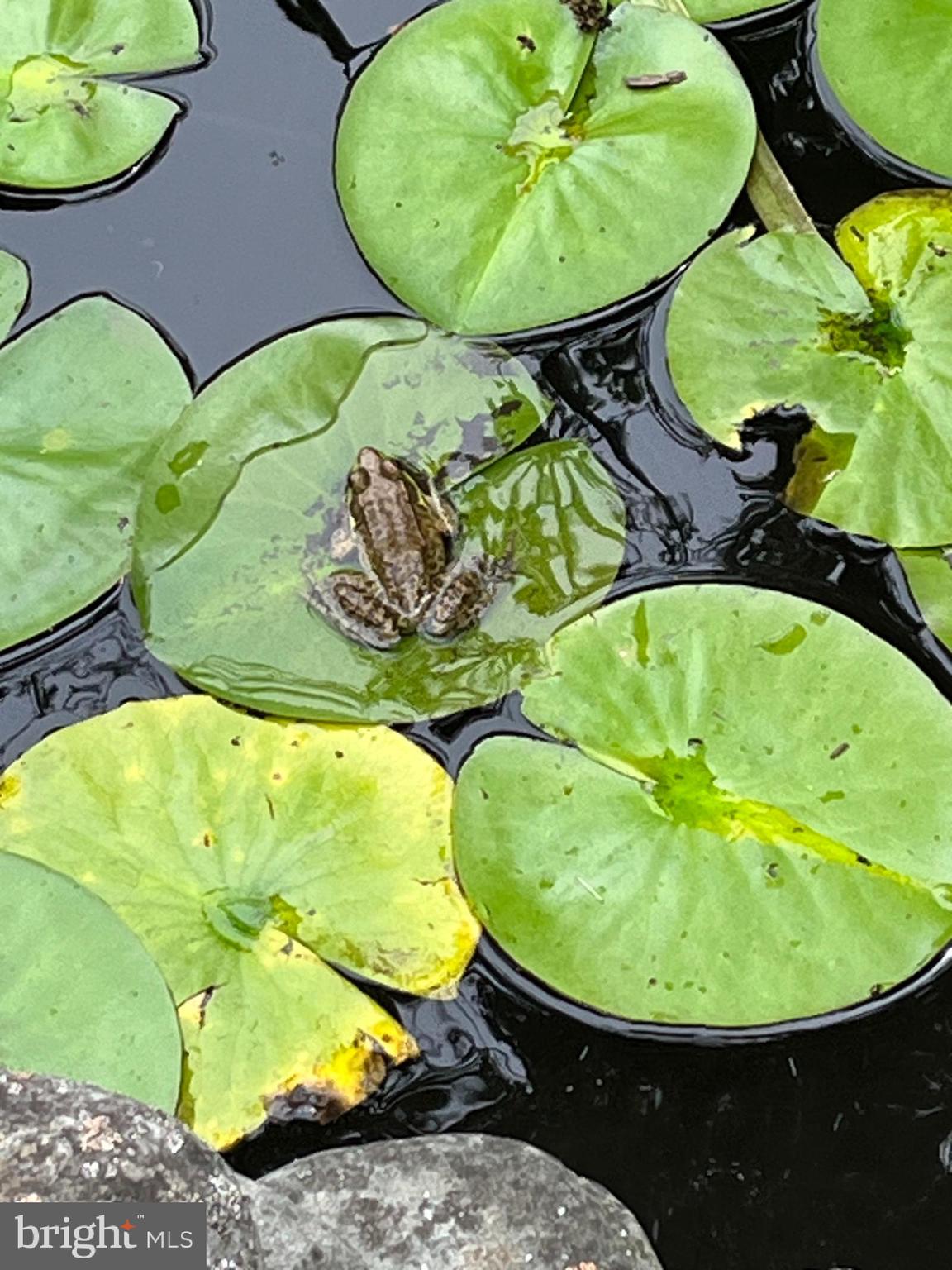 WYNCOTE - Residential