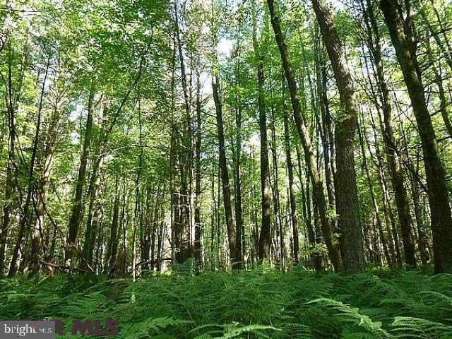 Comp Purposes Only. Situated West of the pastoral village of Huntingdon Furnace, this wooded tract of 10.96 acres features a unique mixed forest setting. It is accessed by a right of way off Huntingdon Furnace Road and would offer a private setting for a home or cabin. Underground electric is nearby and it has been approved for an elevated sand mound septic system. This lot is less than 5 miles to fishing in the Spruce Creek area and approximately 19 miles to State College. Trees marked with orange ribbon in a line perpendicular to Huntingdon Furnace Road indicate the right-of-way.