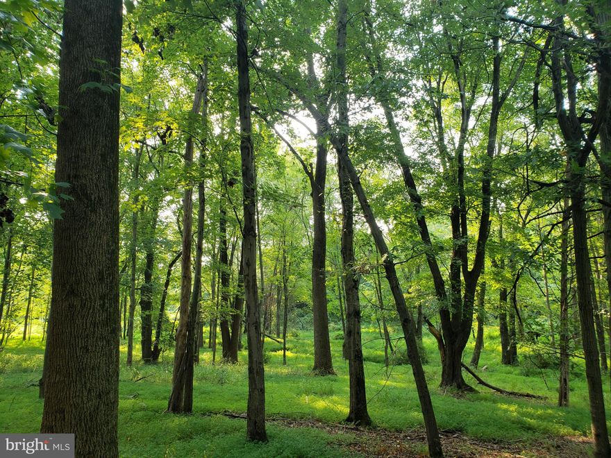 This 5-acre corner lot offers approximately 797 feet of road frontage on Thomas Ave and approximately 270 feet on Kentland Drive, providing excellent visibility and access. Bring your architect or builder to explore the best locations for your dream home. With no HOA restrictions, this is a fantastic opportunity to build in a peaceful, natural setting, away from the hustle and bustle of the city. The property also holds great potential for having horses. Soil percolation tests were done in 1985 for the  land off Thomas Ave and in 1992 for the land off of Kentland Drive,  yielding satisfactory results. Don’t miss this opportunity to create your perfect retreat!