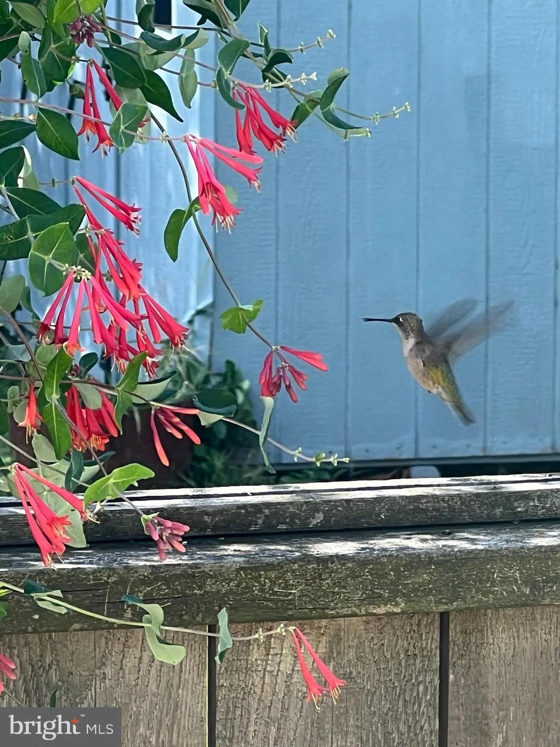 Lewes, Delaware 19958, United States, 4 Bedrooms Bedrooms, ,3 BathroomsBathrooms,Residential,Contingent,81994