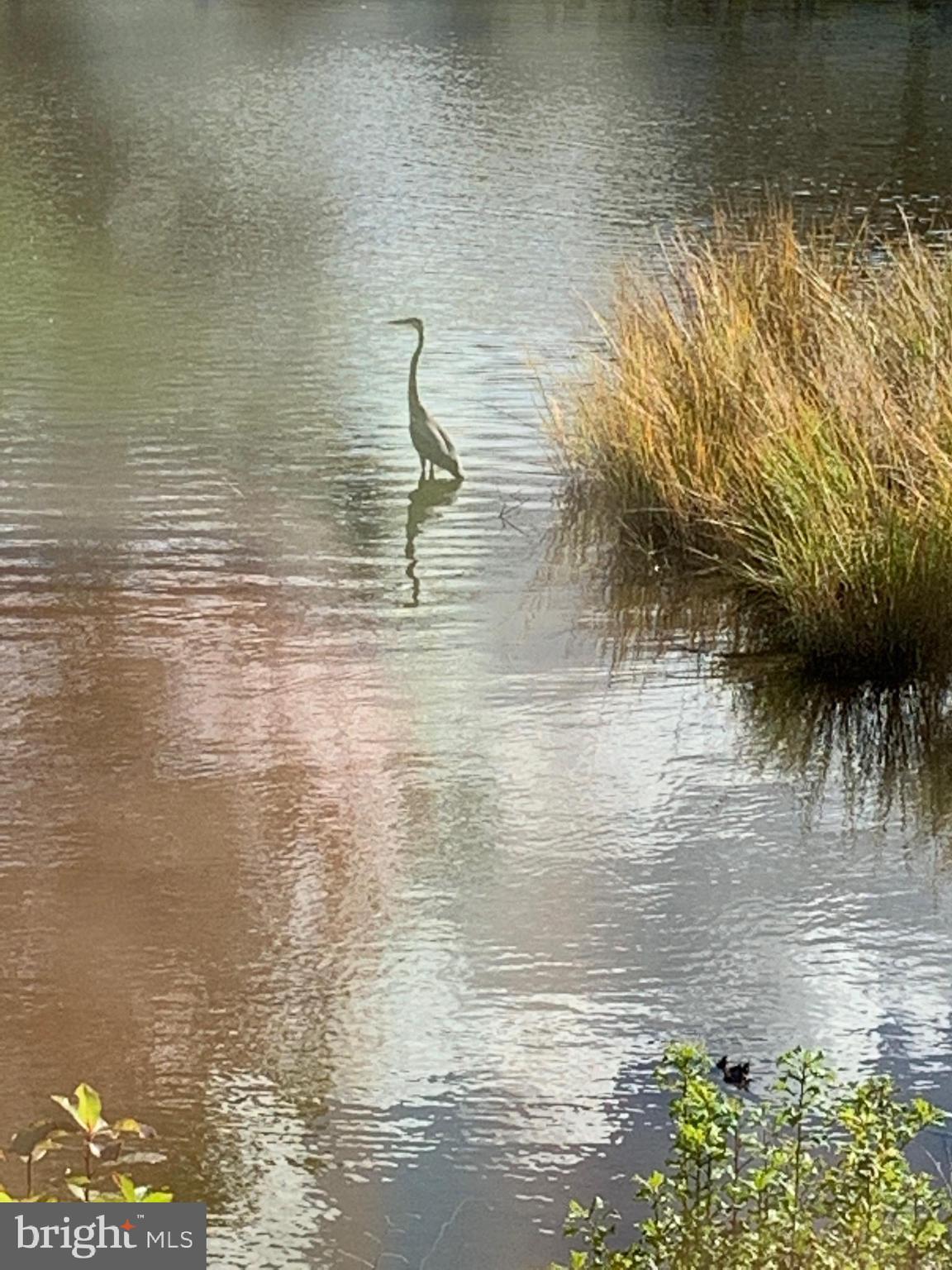 WHITEHALL - Residential