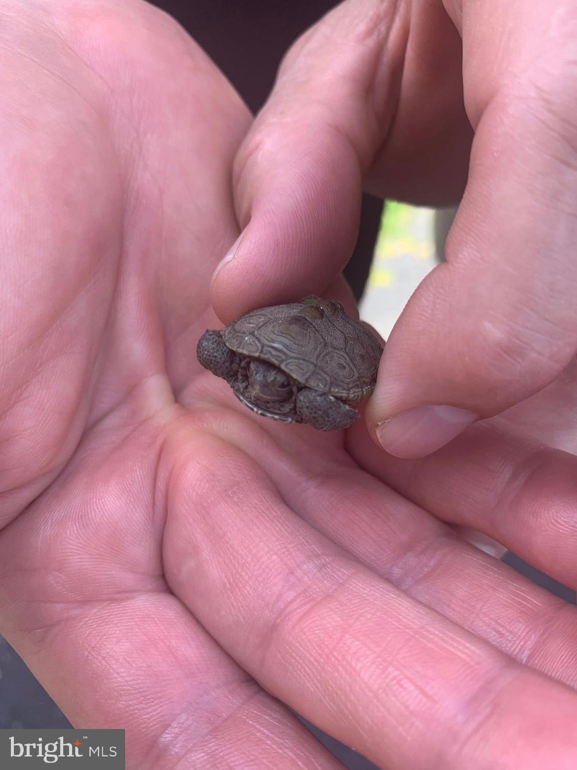 WHITEHALL - Residential