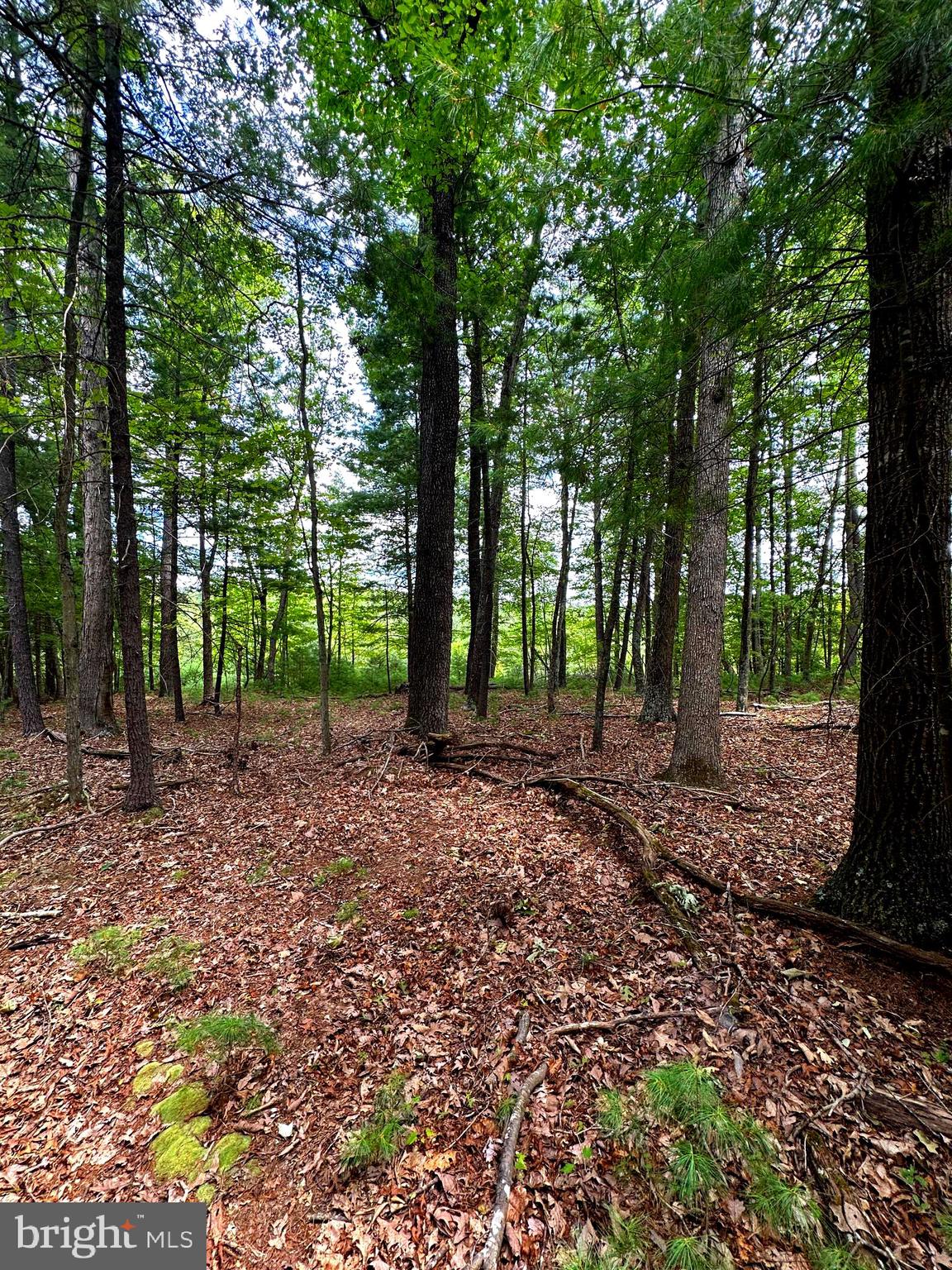 Take me down to the CACAPON RIVER. 20 Wooded acres to call home or to just kick back on the weekends. Build your forever home, retirement home or weekend retreat! Established Campsite with Shower House, fire ring, picnic table & grill. Sportsman's paradise! Community deeded access to Cacapon River for all those lazy days of summer. Cacapon River is very popular with fisherman, kayakers and canoers. Multiple building sites to choose from! Potential mountain views with a small tree clearing/trimming. Easy, all season access.