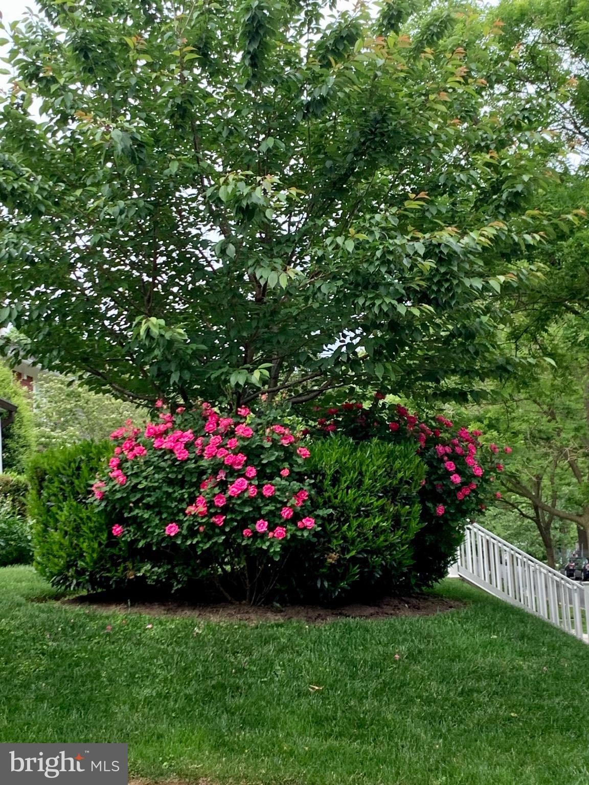 CHEVY CHASE - Residential Lease