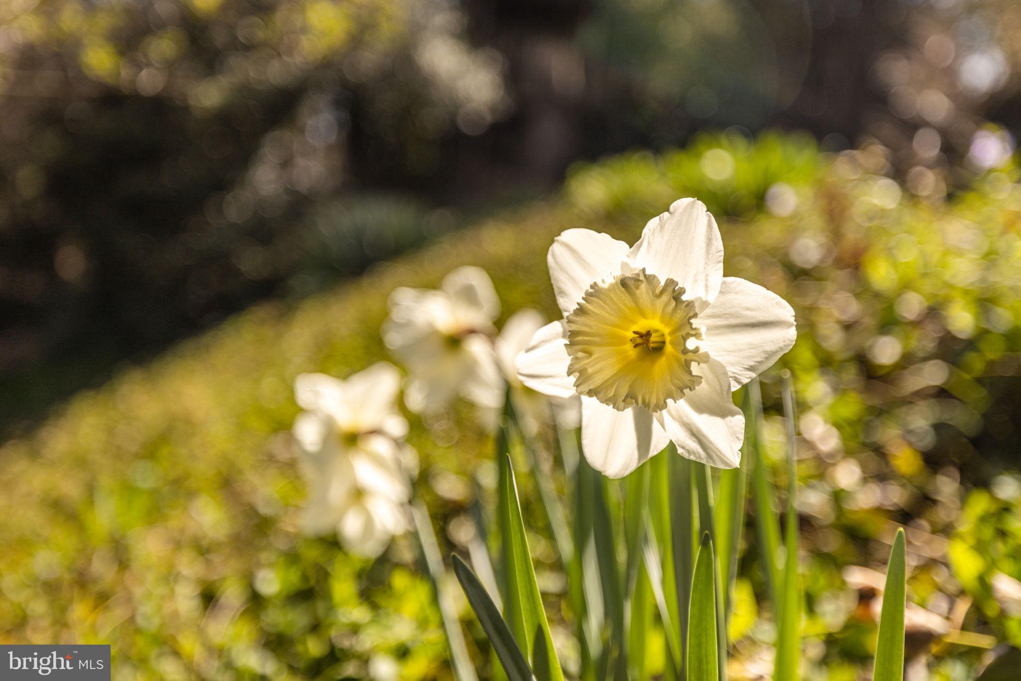BRADDOCK HEIGHTS - Residential