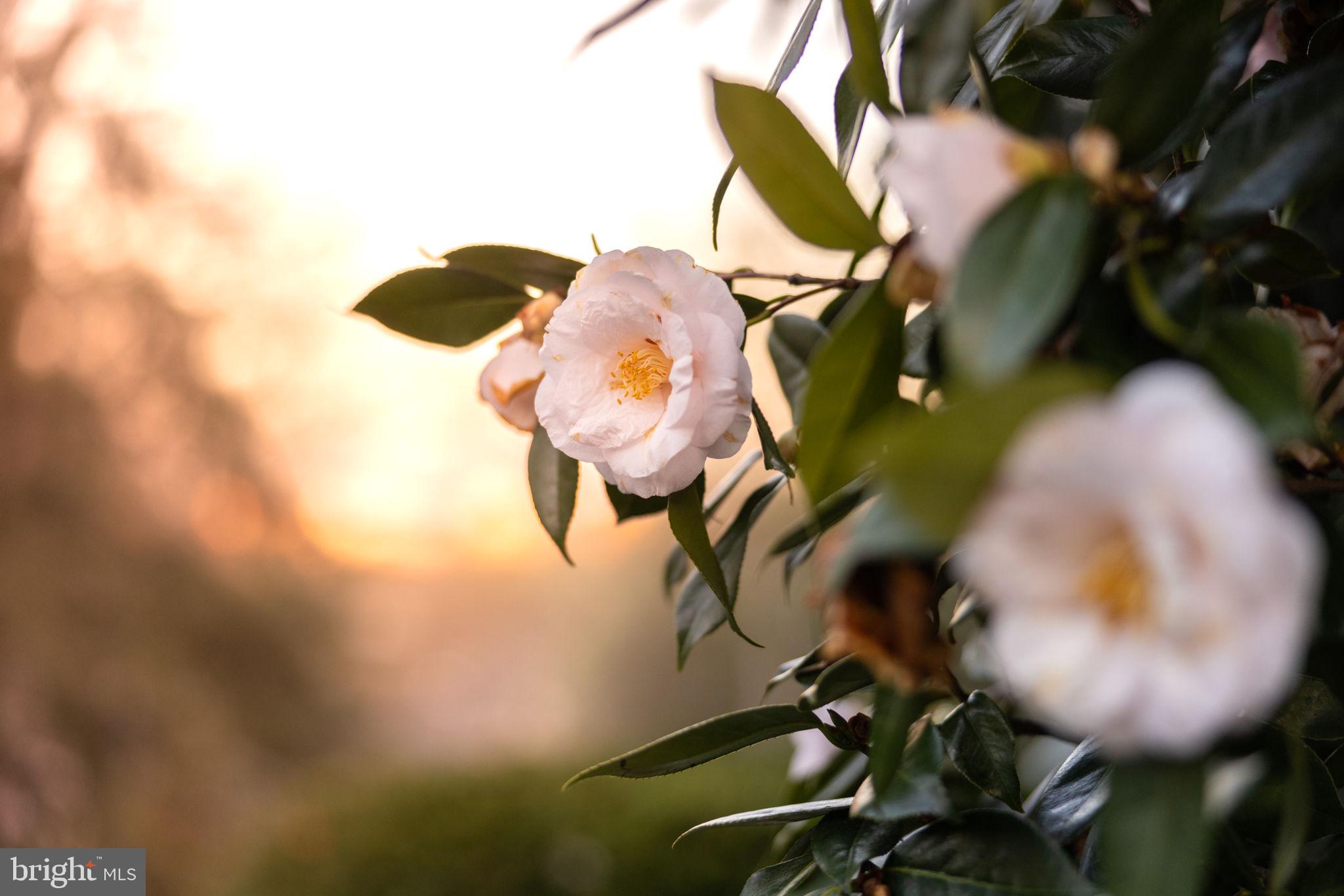 BRADDOCK HEIGHTS - Residential