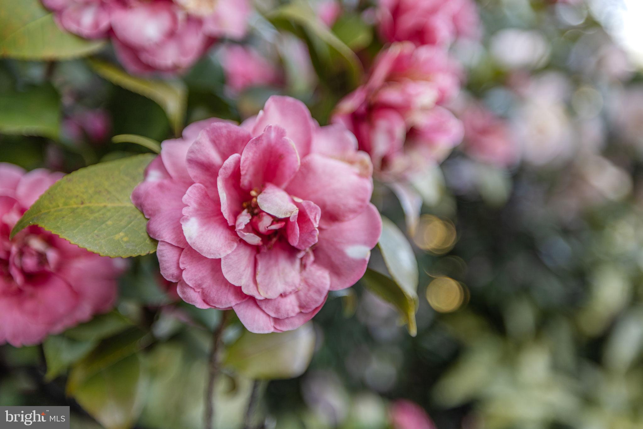 BRADDOCK HEIGHTS - Residential