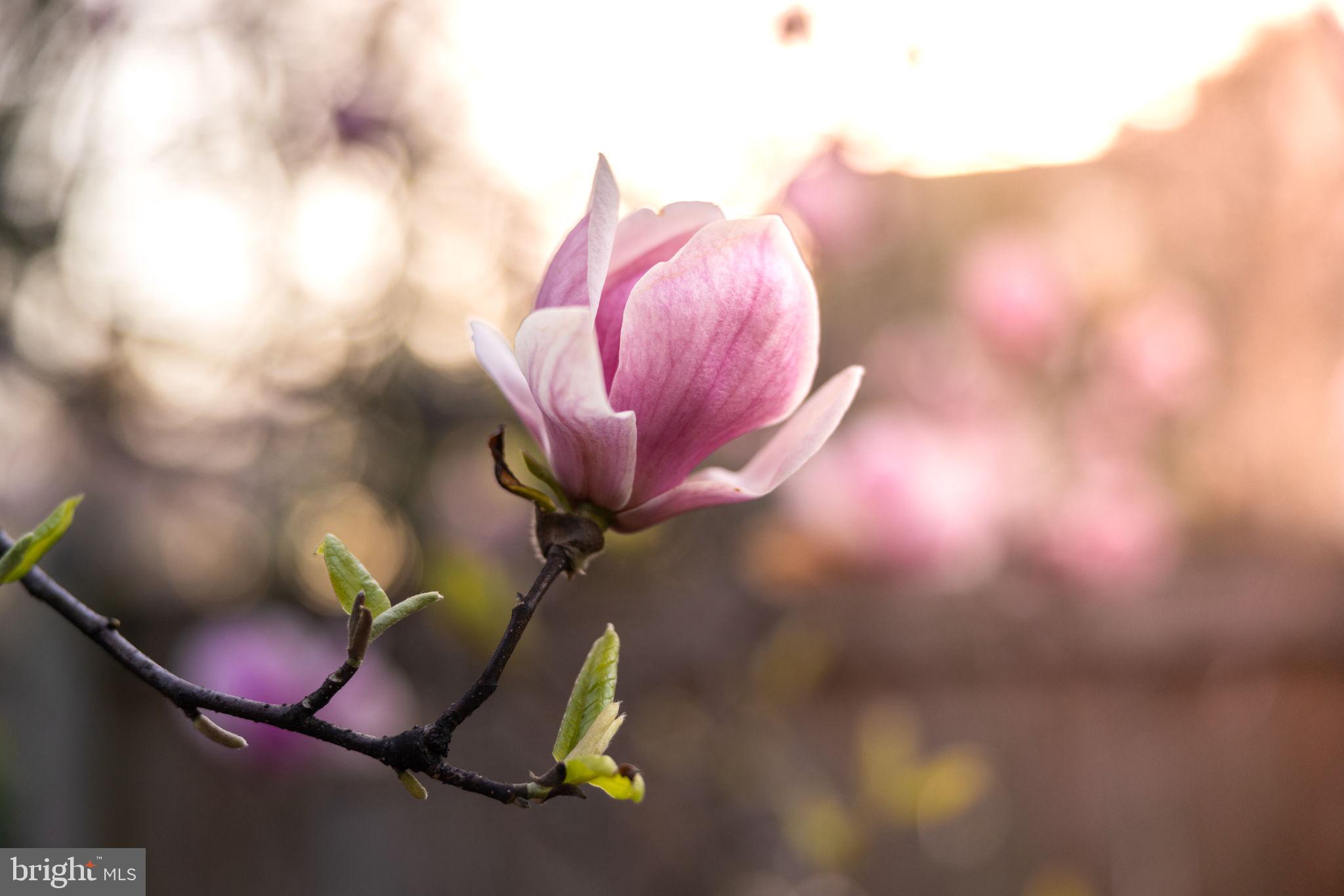 BRADDOCK HEIGHTS - Residential